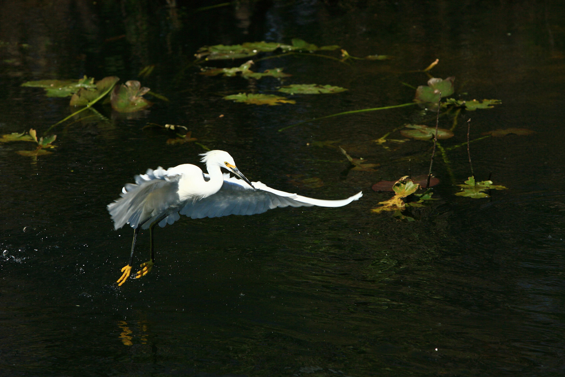 Snowy Egret - Everglades National Park, FL