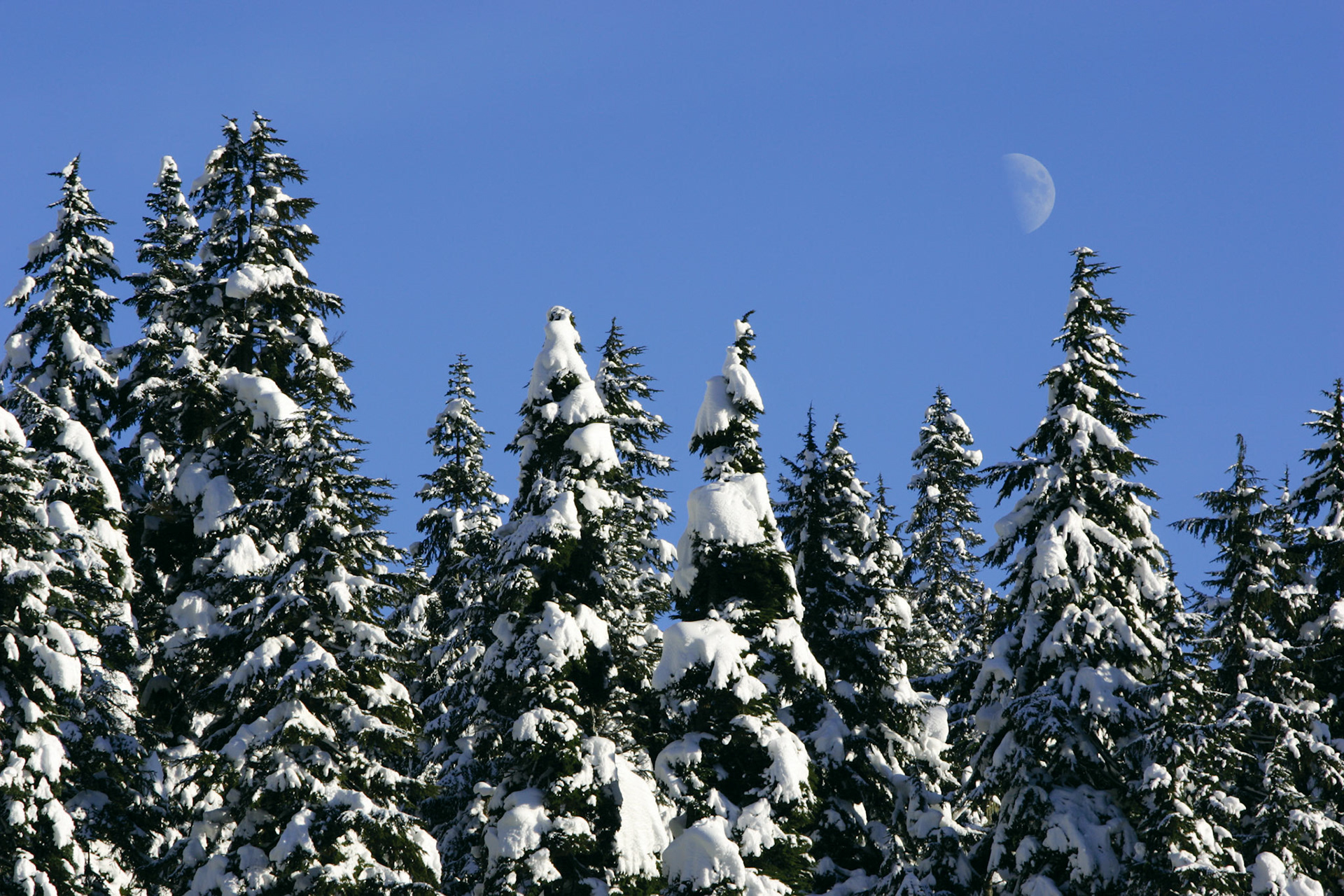 Snowy Pines and Half Moon - Snoqualmie Pass, WA