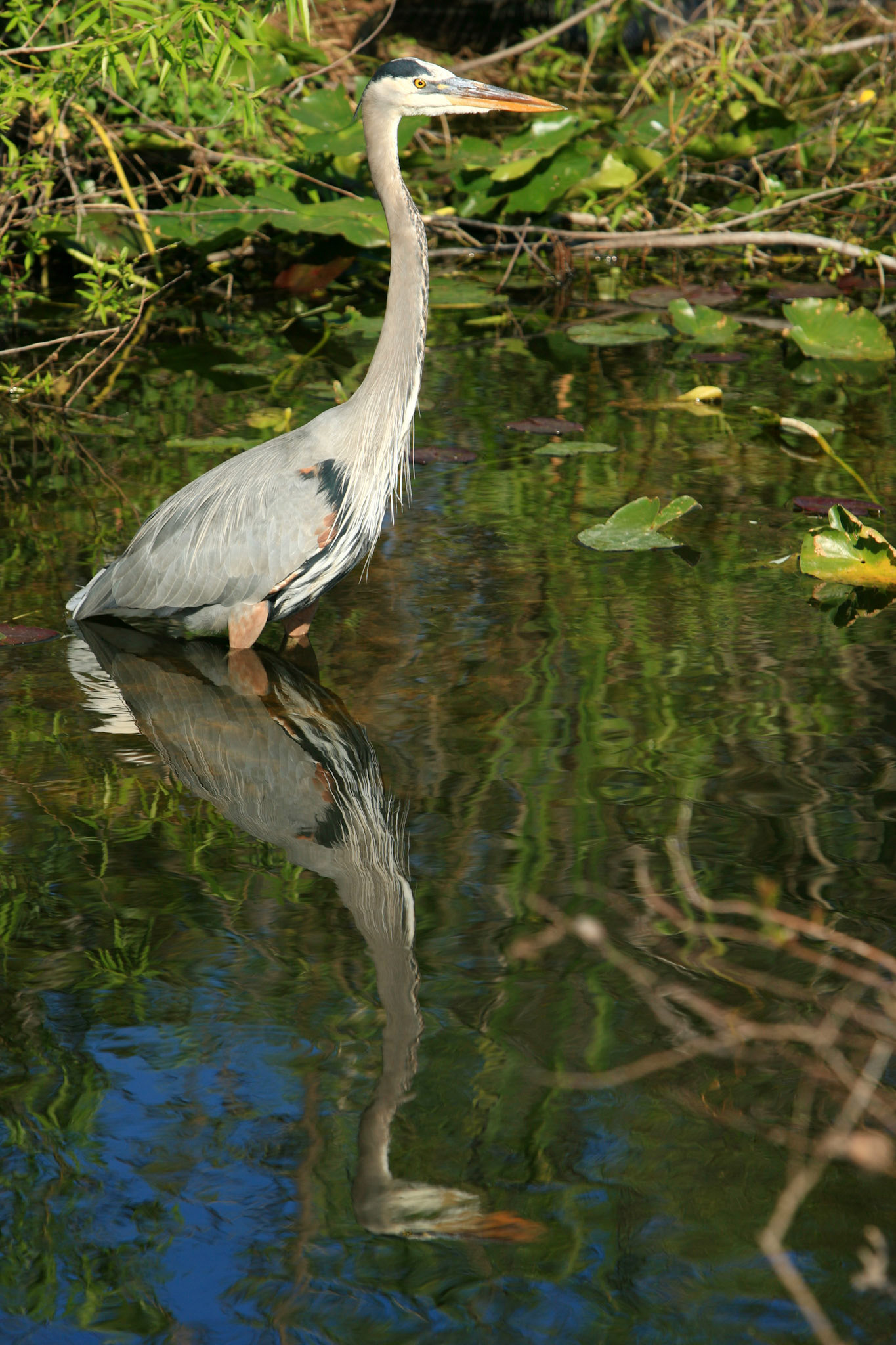 Great Blue Heron - Everglades National Park, FL