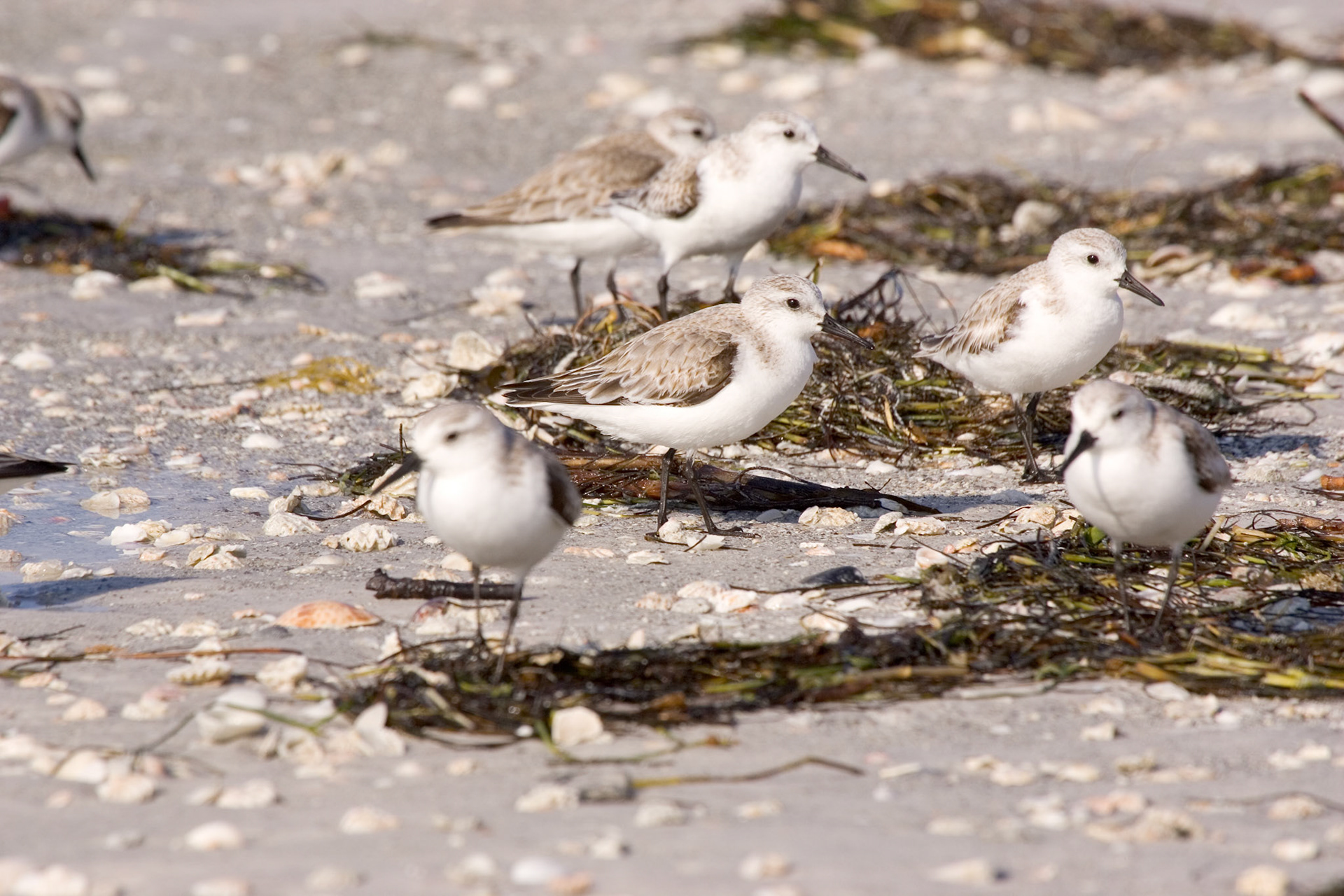 Sanderlings - North Lido Beach - Sarasota, FL