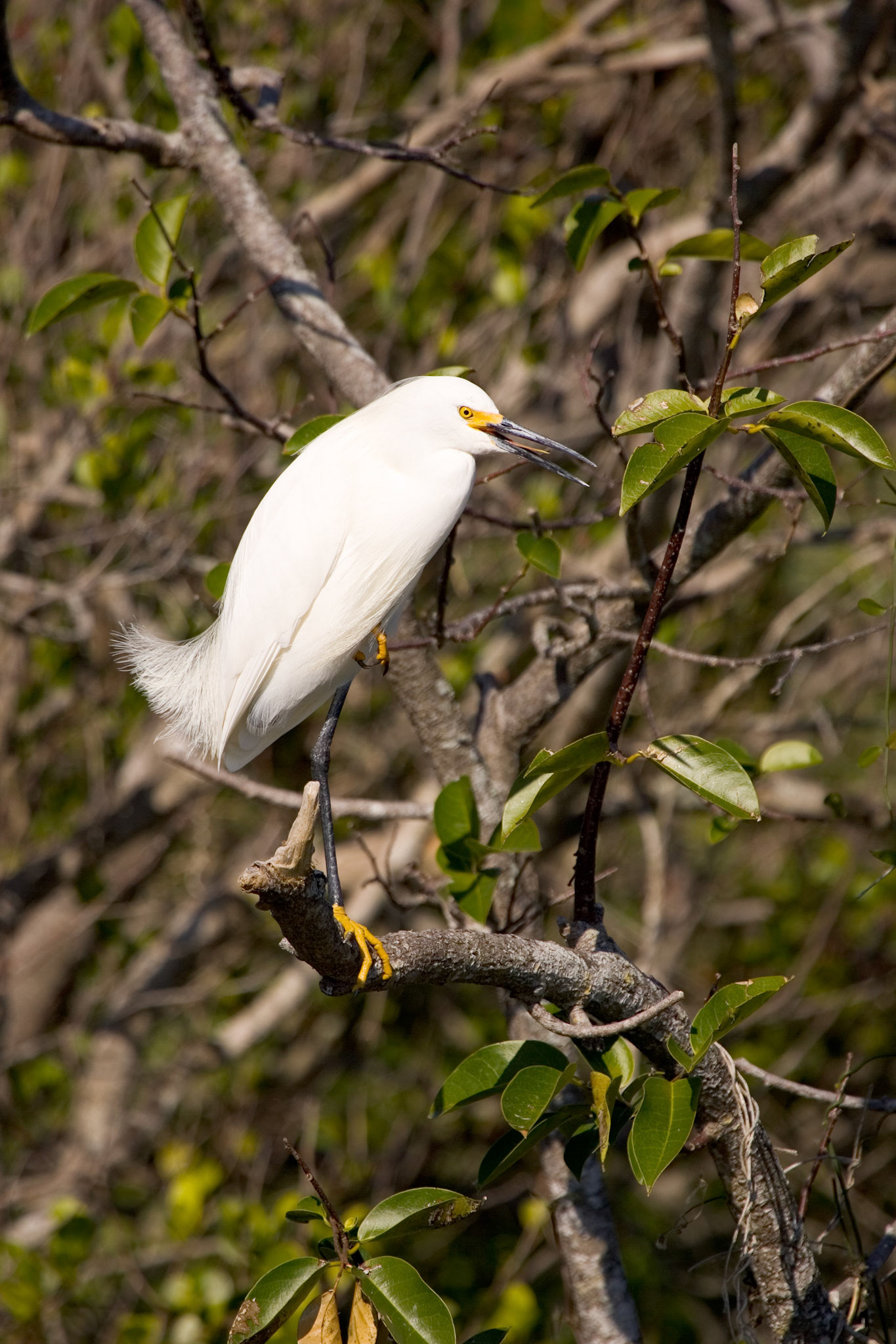 Snowy Egret - Everglades National Park, FL