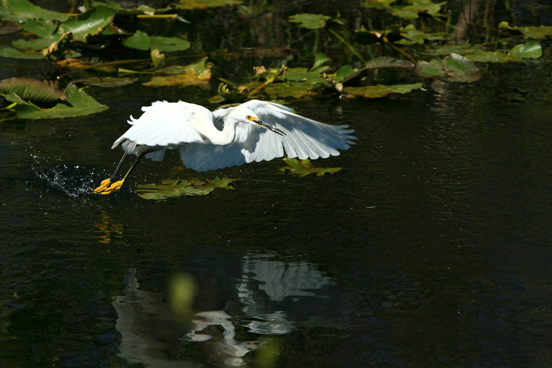 Snowy Egret - Everglades National Park, FL