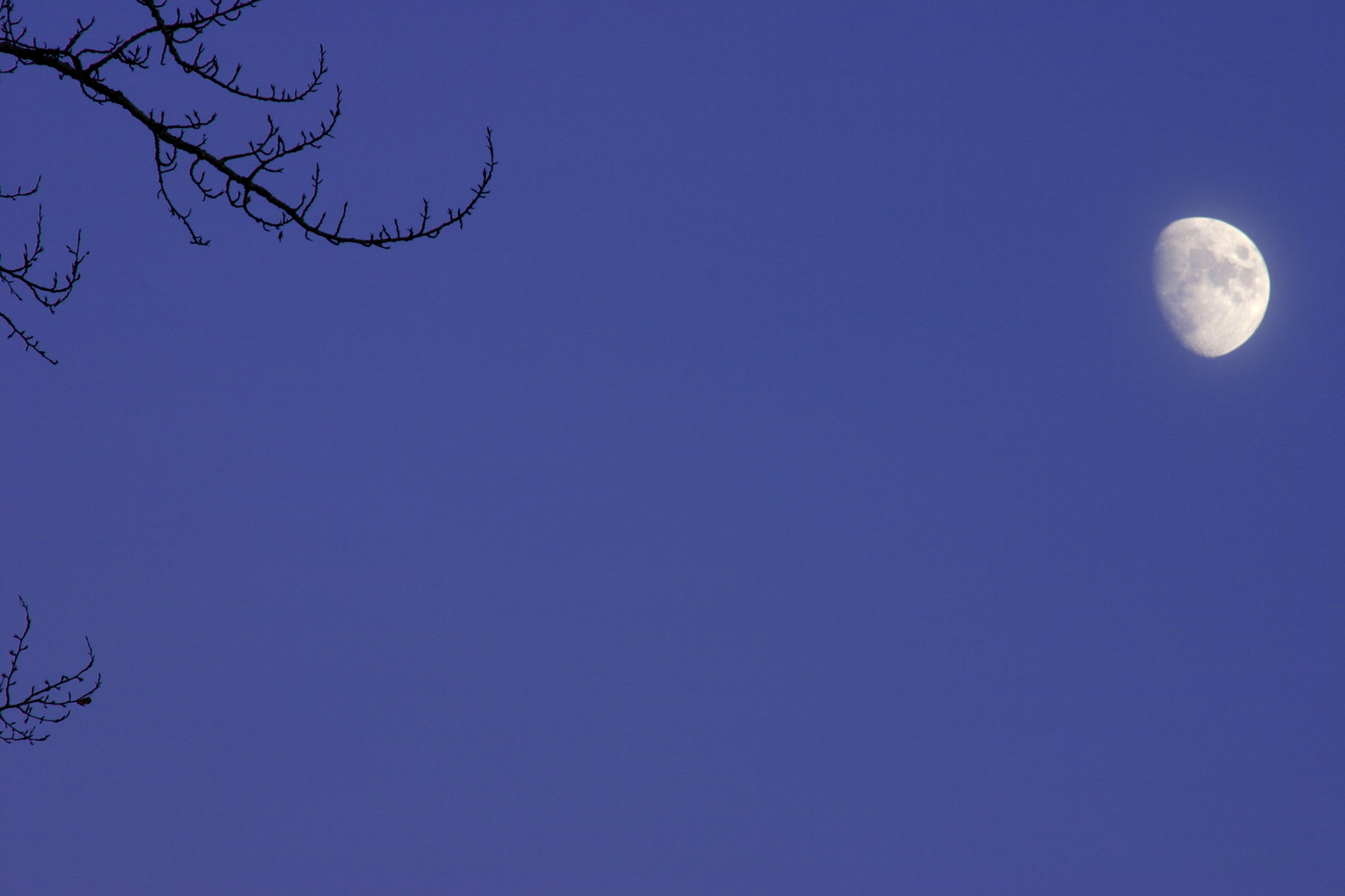 Moon and branches - Kirkland, WA