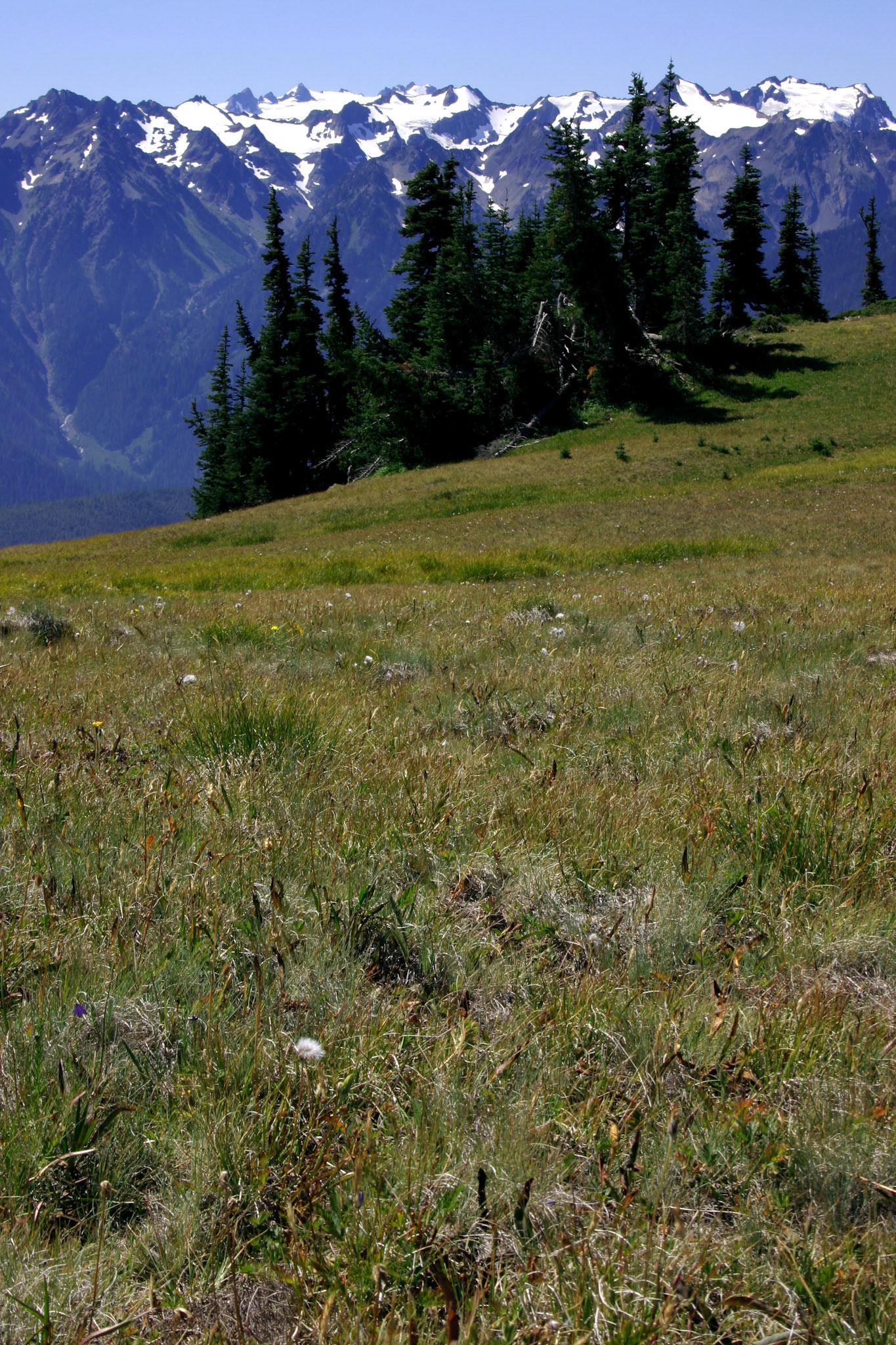 Field, trees and mountains - Olympic National Park