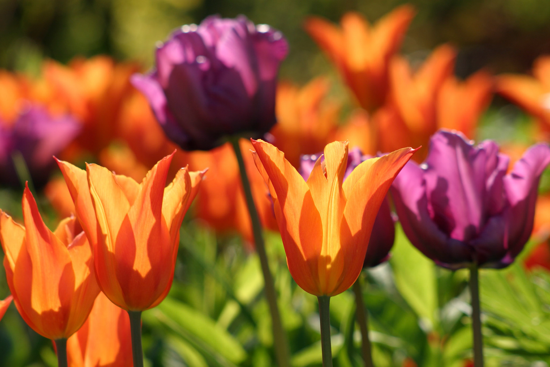 Ballerina Tulips with Blue Parrot Tulips - Bellevue, WA