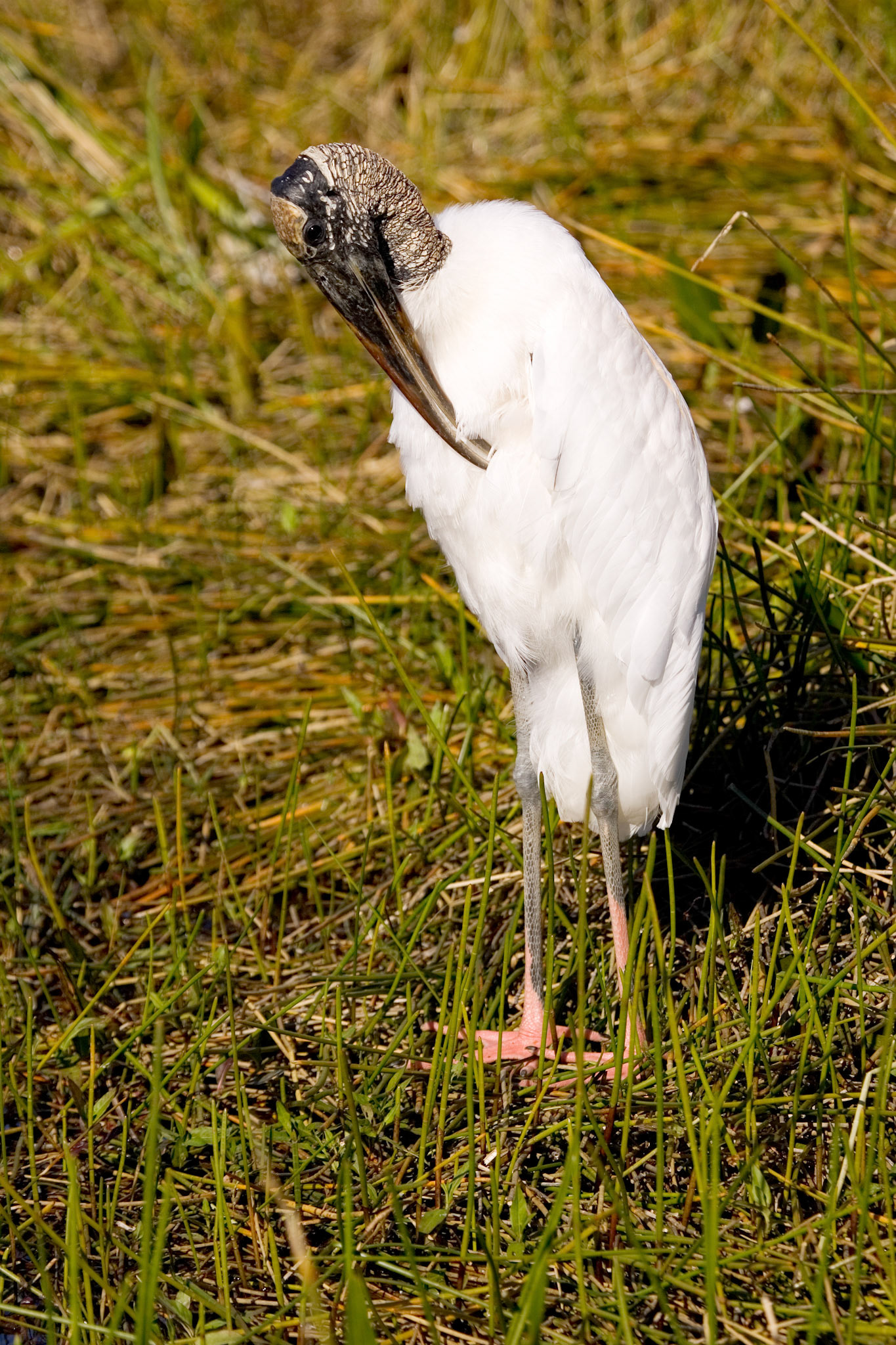 Wood Stork - Everglades National Park, FL