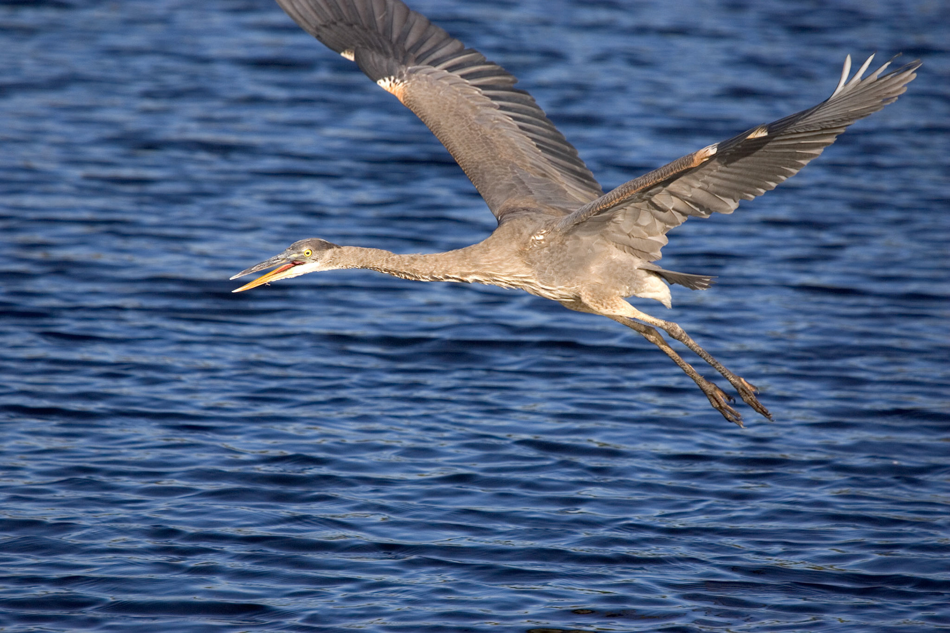 Great Blue Heron - Everglades National Park, FL