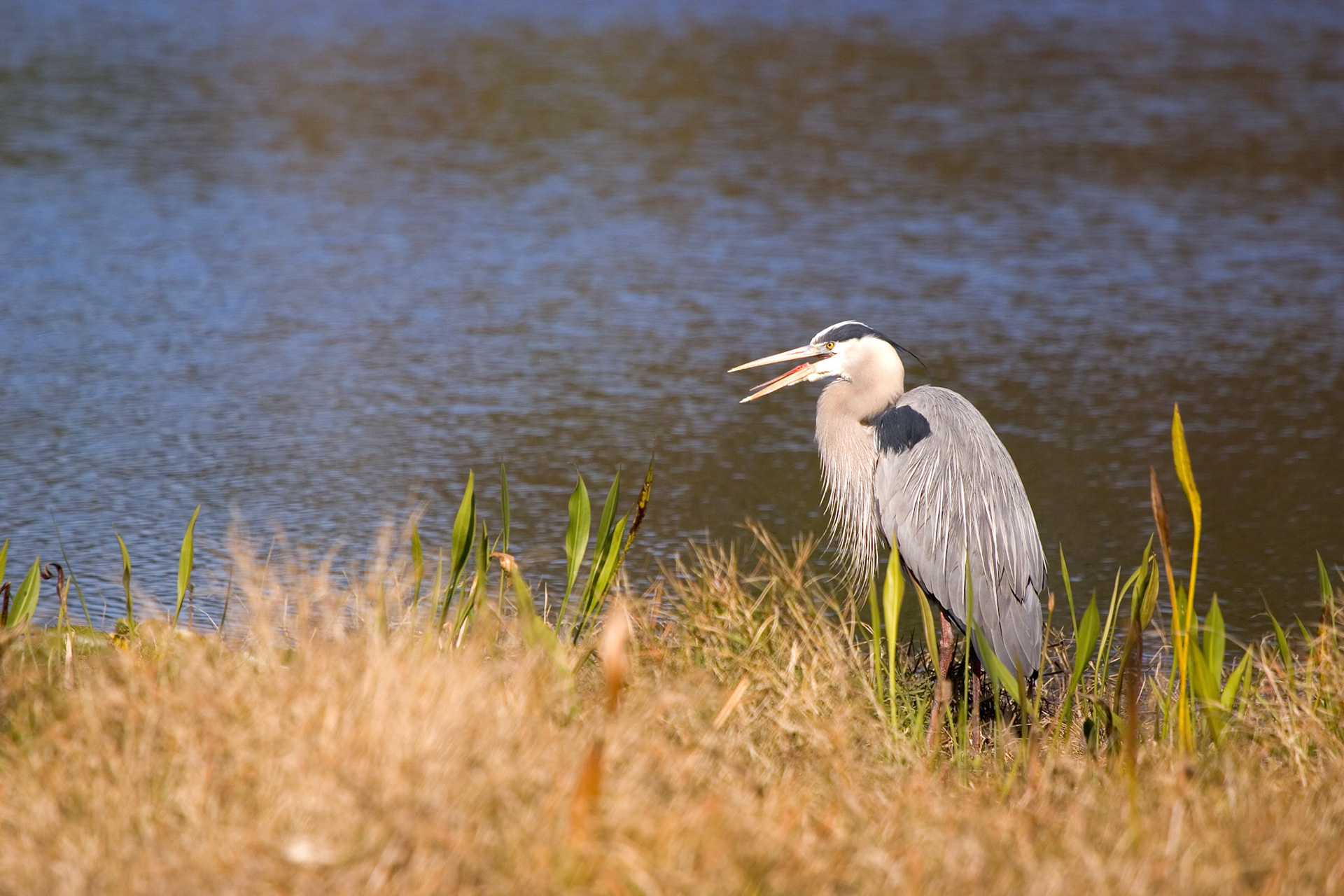 Great Blue Heron - Sarasota, FL