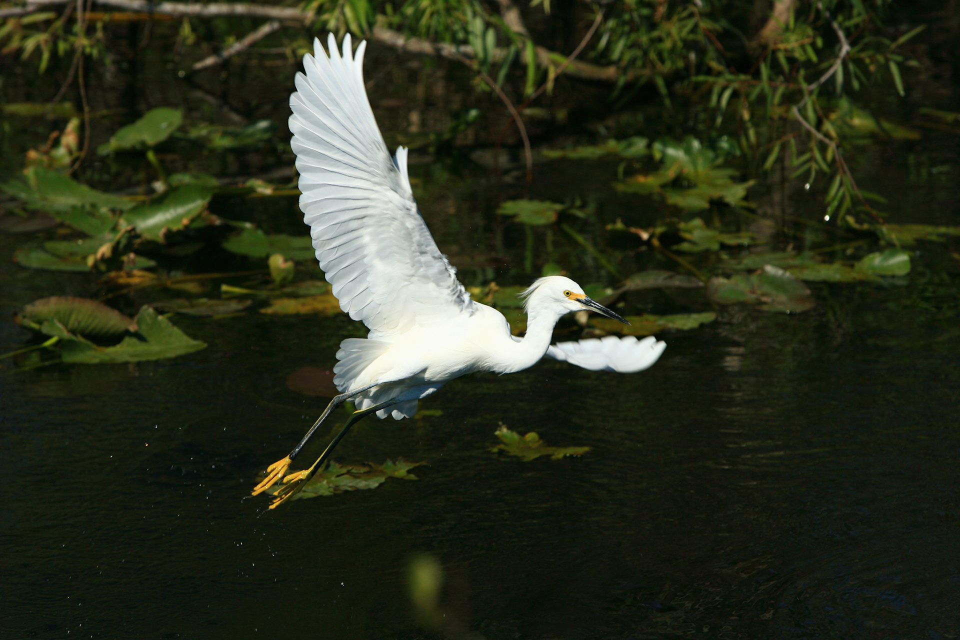 Snowy Egret - Everglades National Park, FL