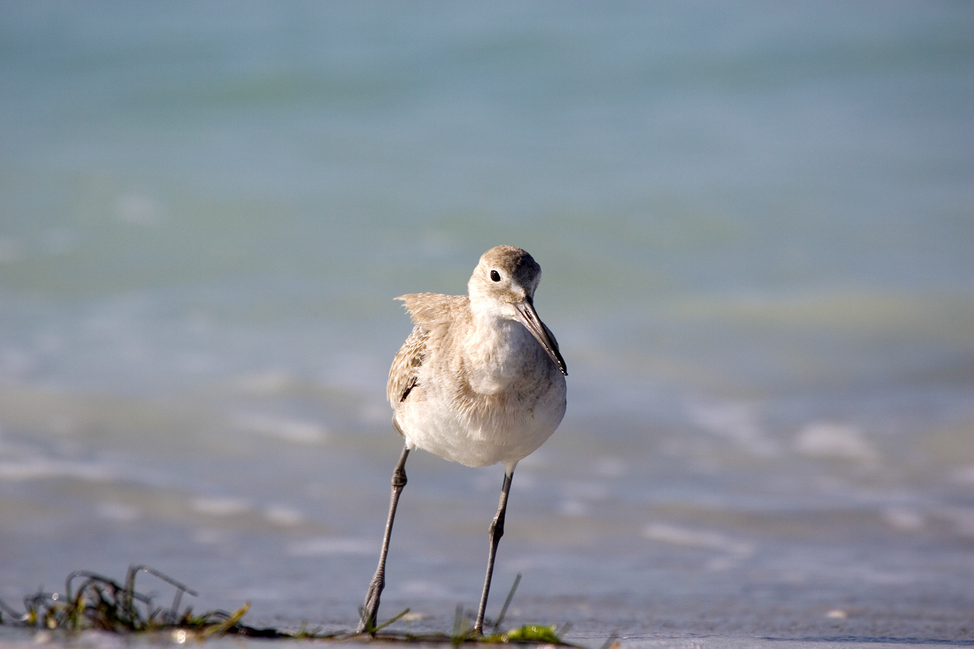 Willet - North Lido Beach - Sarasota, FL
