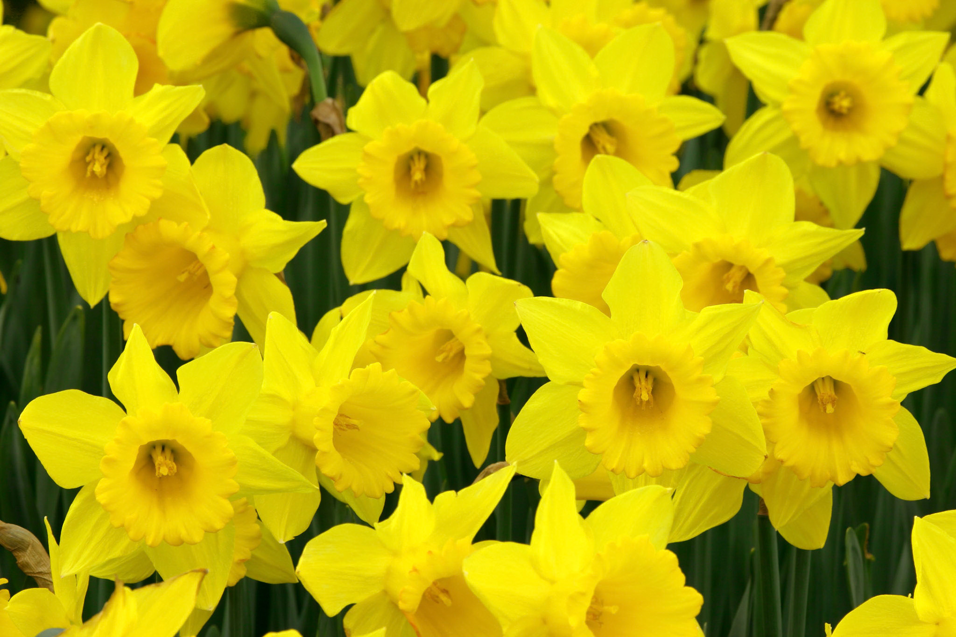 Dutch Master Daffodils - Kirkland, WA