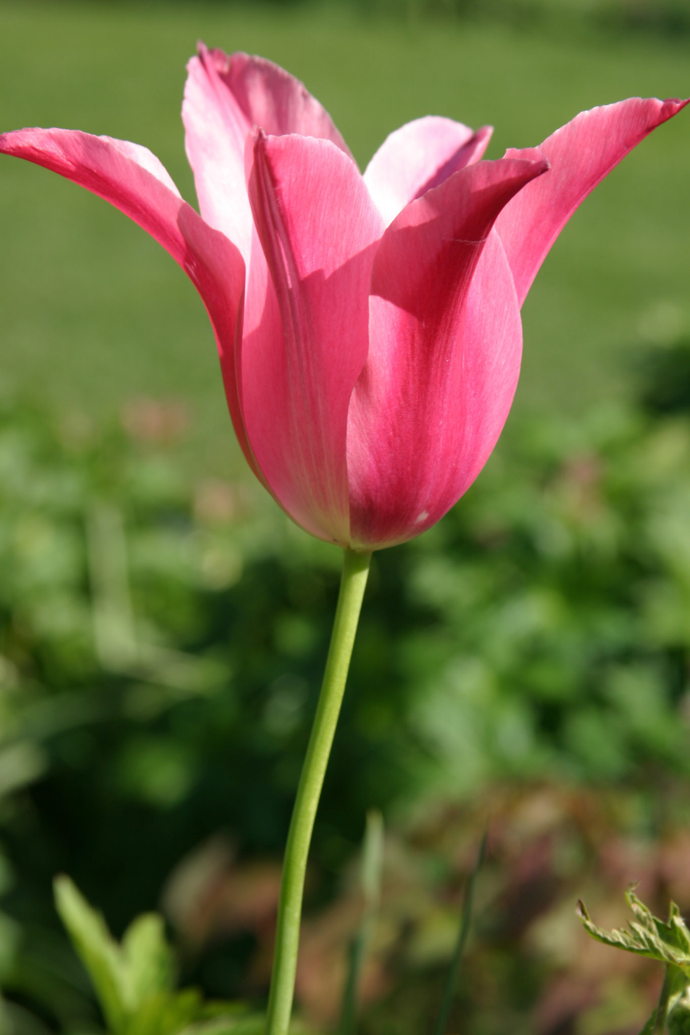 Tulip at Roozen Gaarde, Mt Vernon, WA