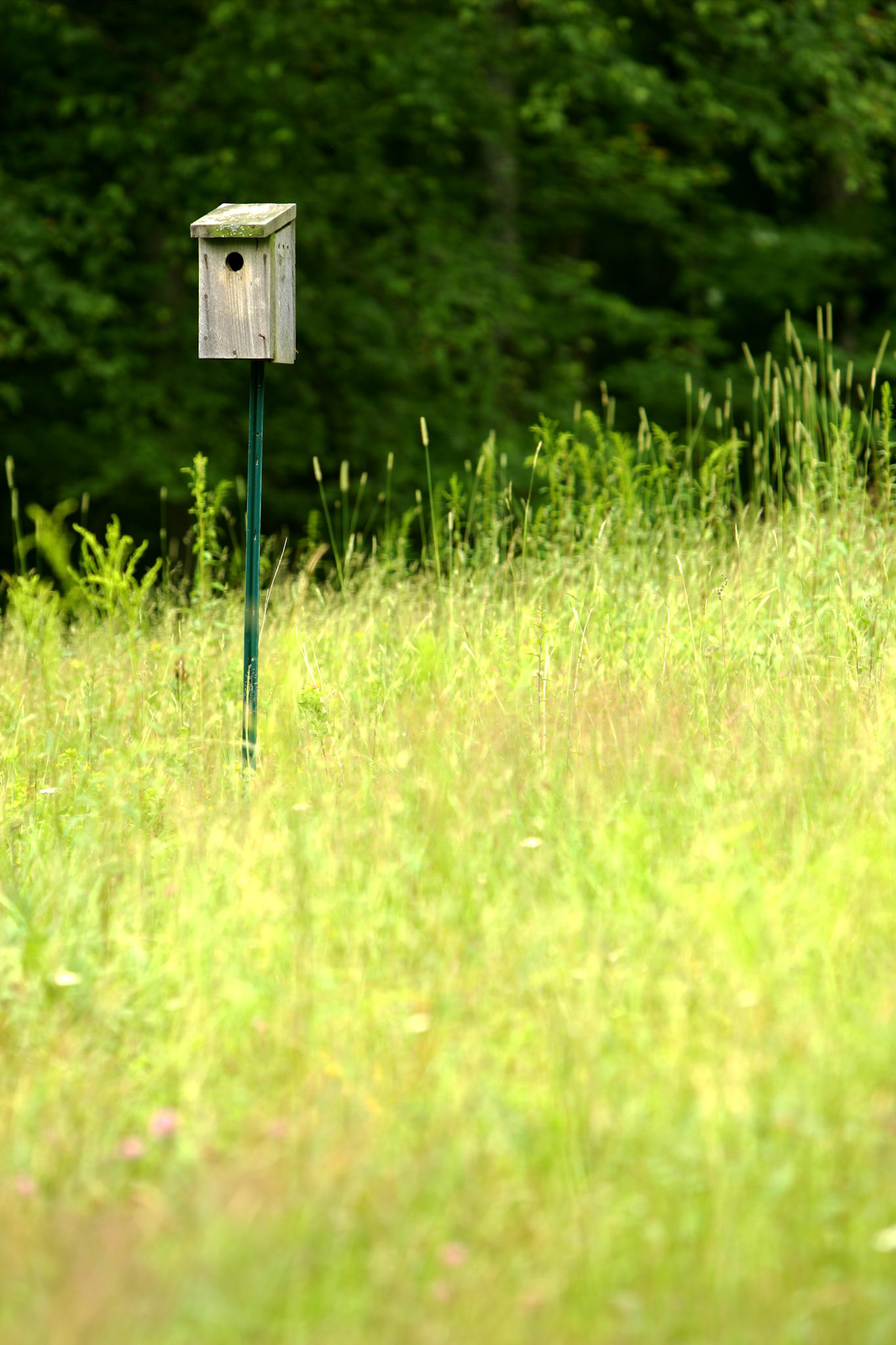 Lone bird house - Gilmanton, NH