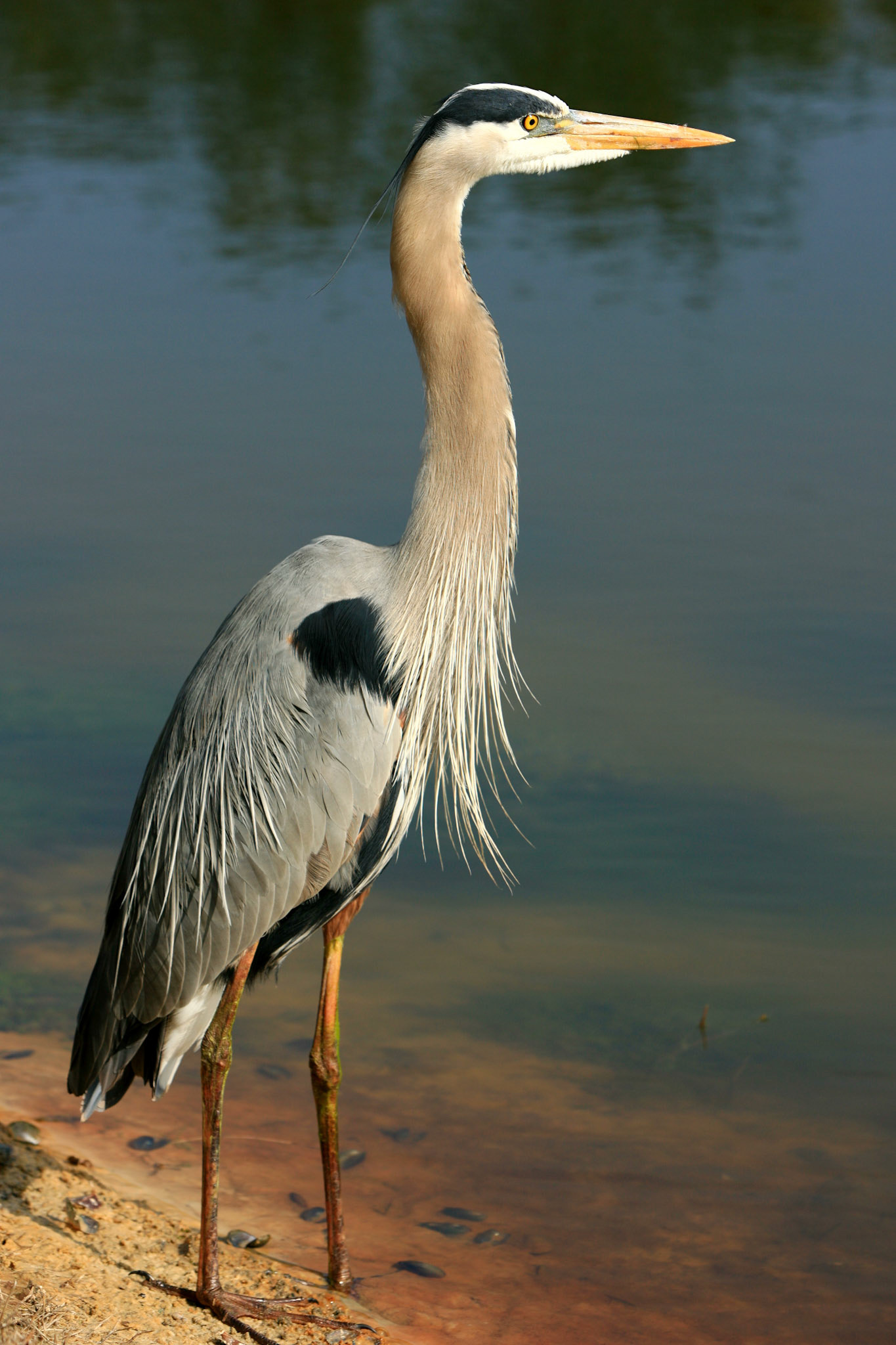 Great Blue Heron - Sarasota, FL