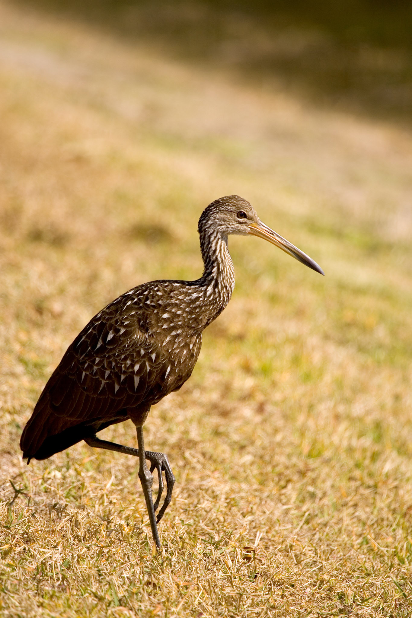 Limpkin - Sarasota, FL