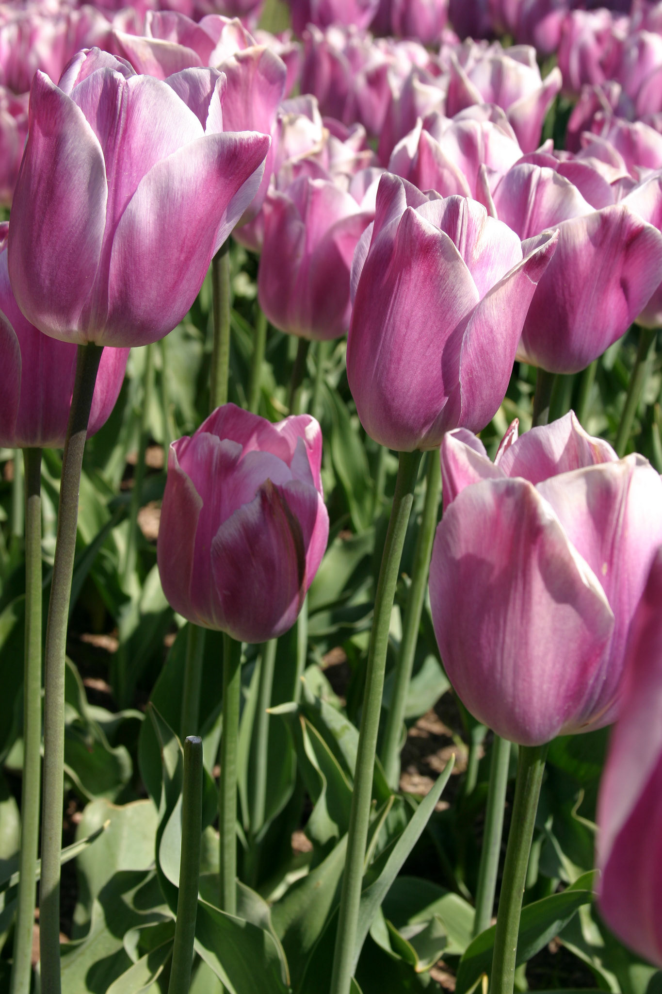 Rosalie Tulips - Roozengaarde - Mount Vernon, WA