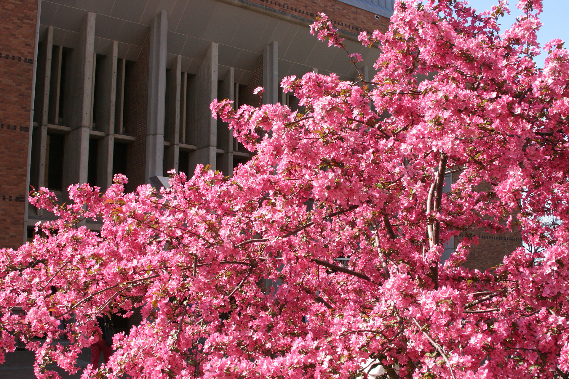 Dogwood Blossoms - University of Washington - Seattle, WA