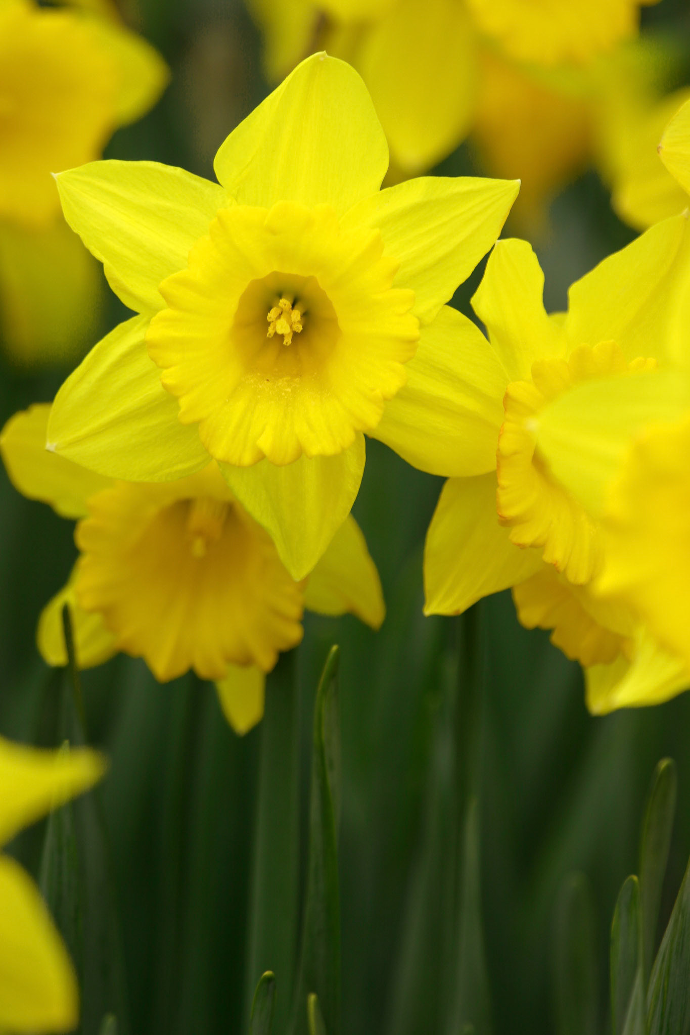 Dutch Master Daffodils - Kirkland, WA