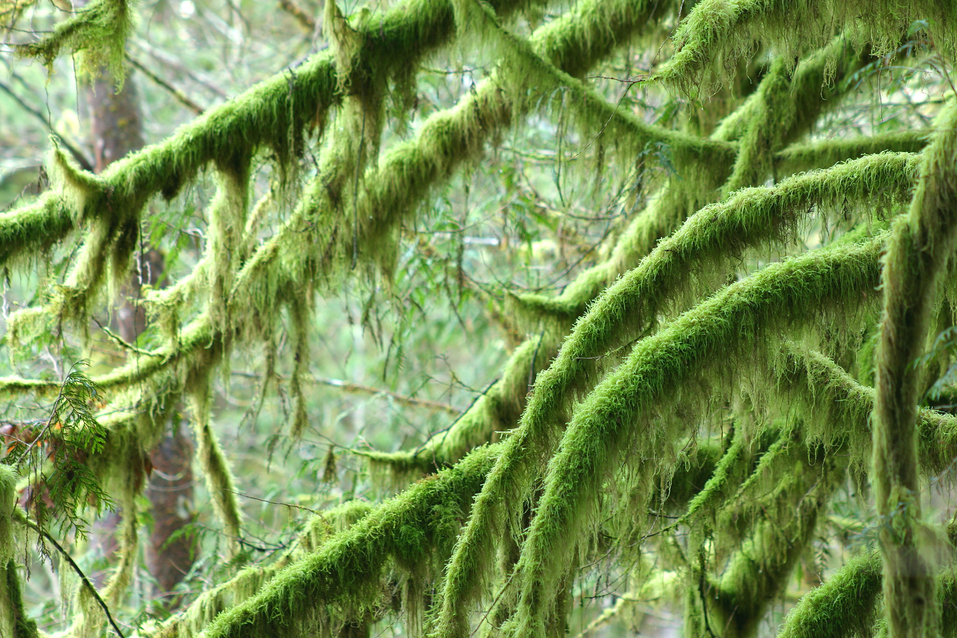 Mossy branches - Wallace Falls State Park - Gold Bar, WA