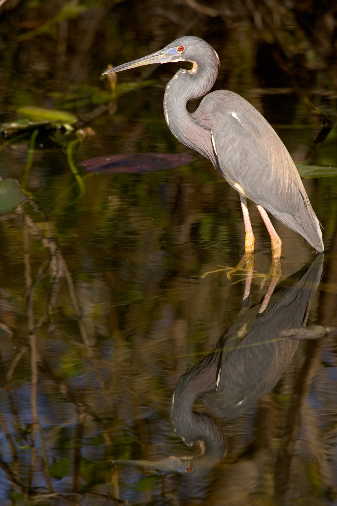 Tricolored Heron - Everglades National Park, FL
