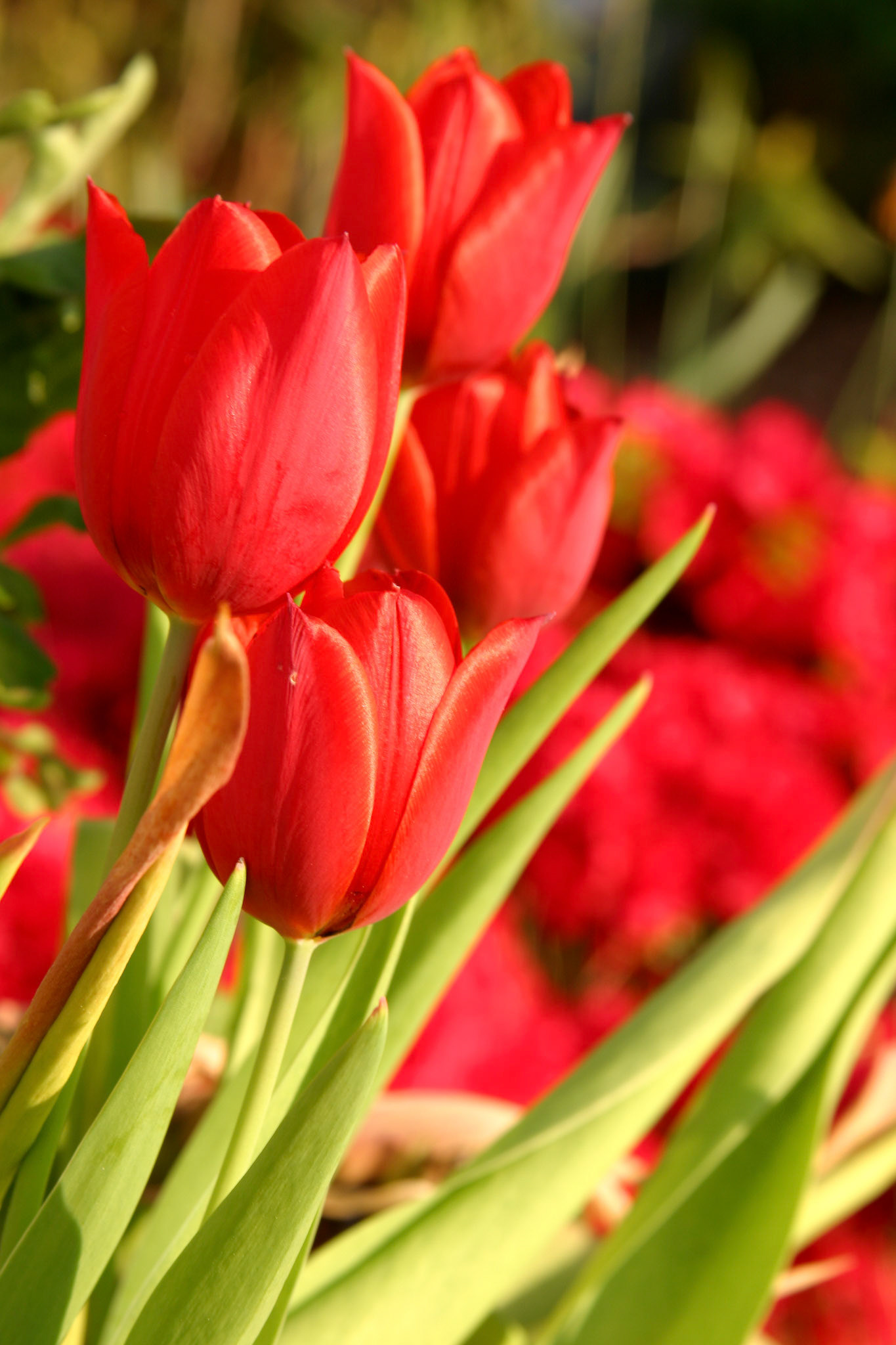 Red Impression Tulips - Roozengaarde - Mount Vernon, WA