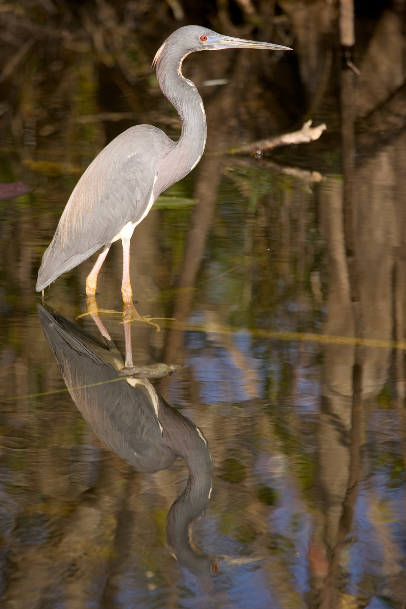 Tricolored Heron - Everglades National Park, FL