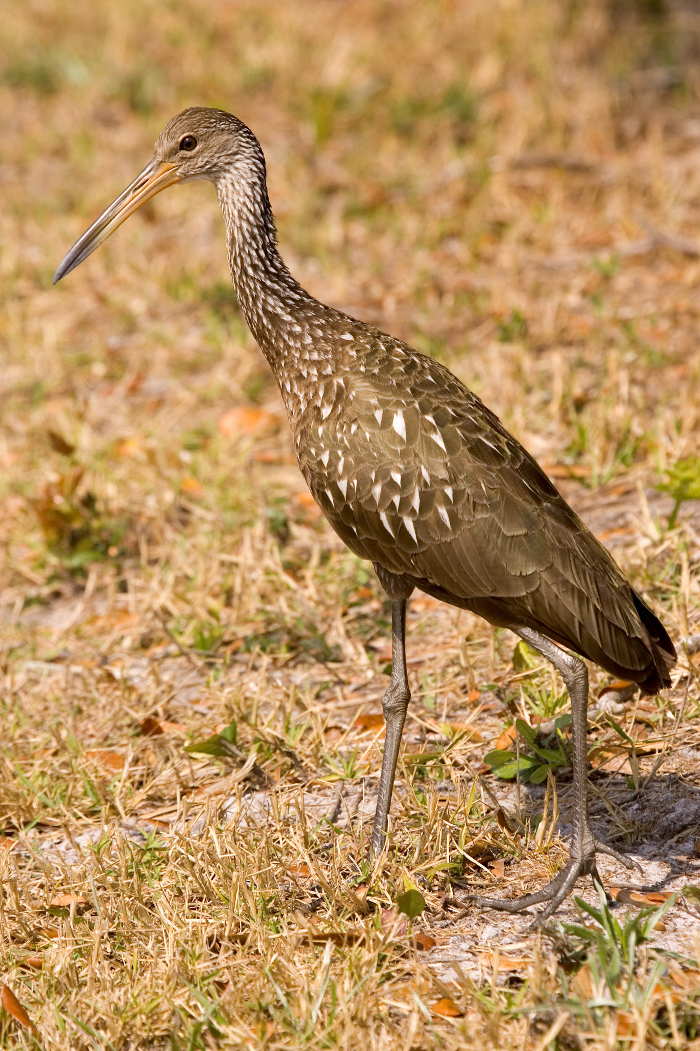 Limpkin - Sarasota, FL