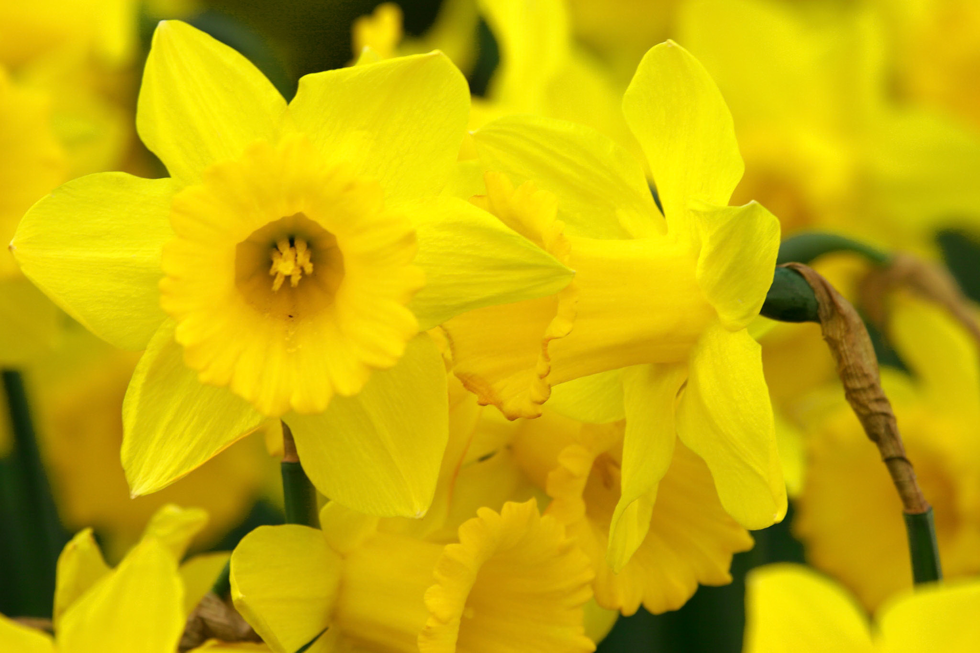 Dutch Master Daffodils - Kirkland, WA