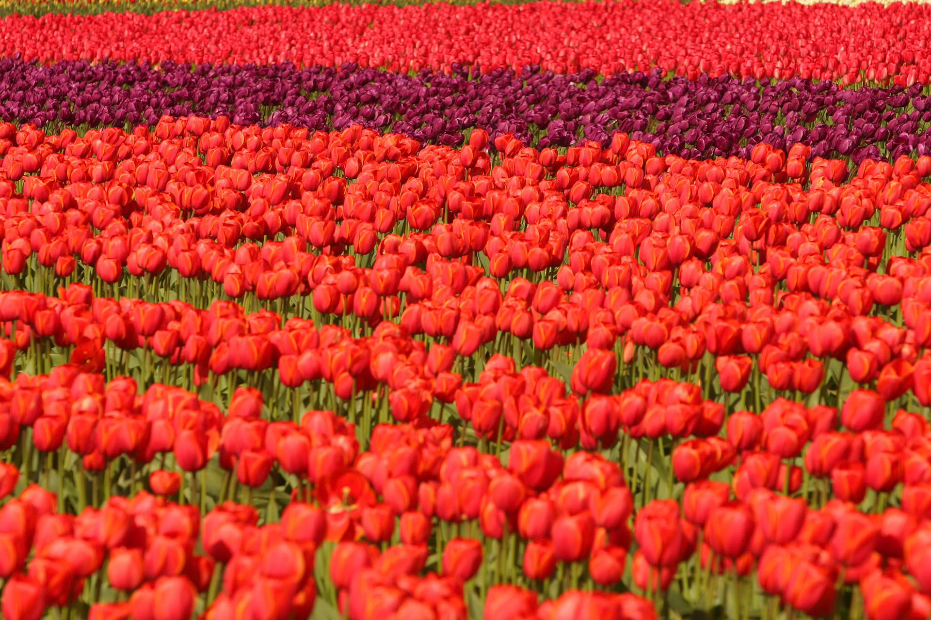 Tulip Town, Mount Vernon, WA