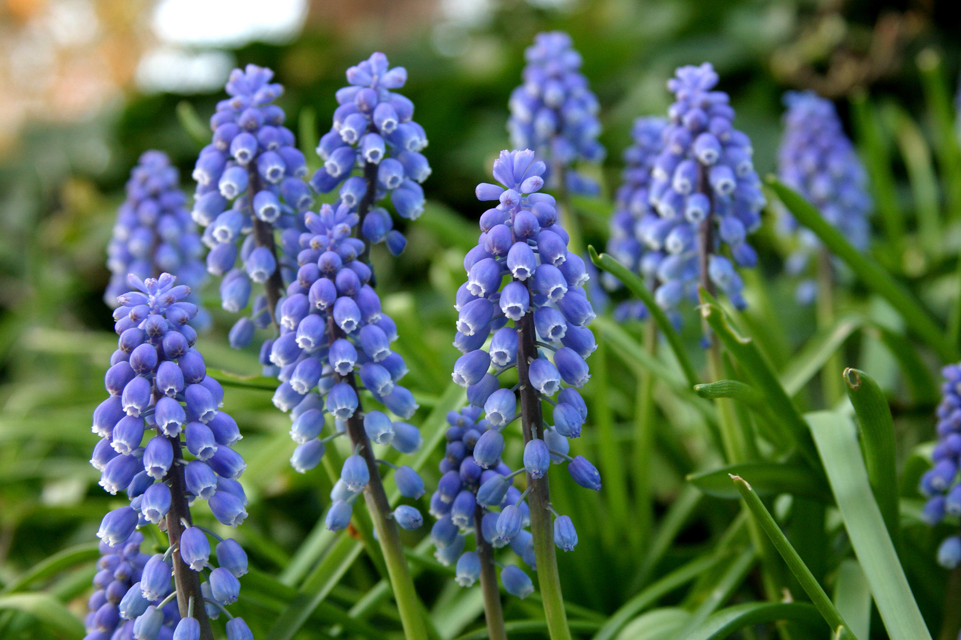 Muscari Armeniacum - Kirkland, WA