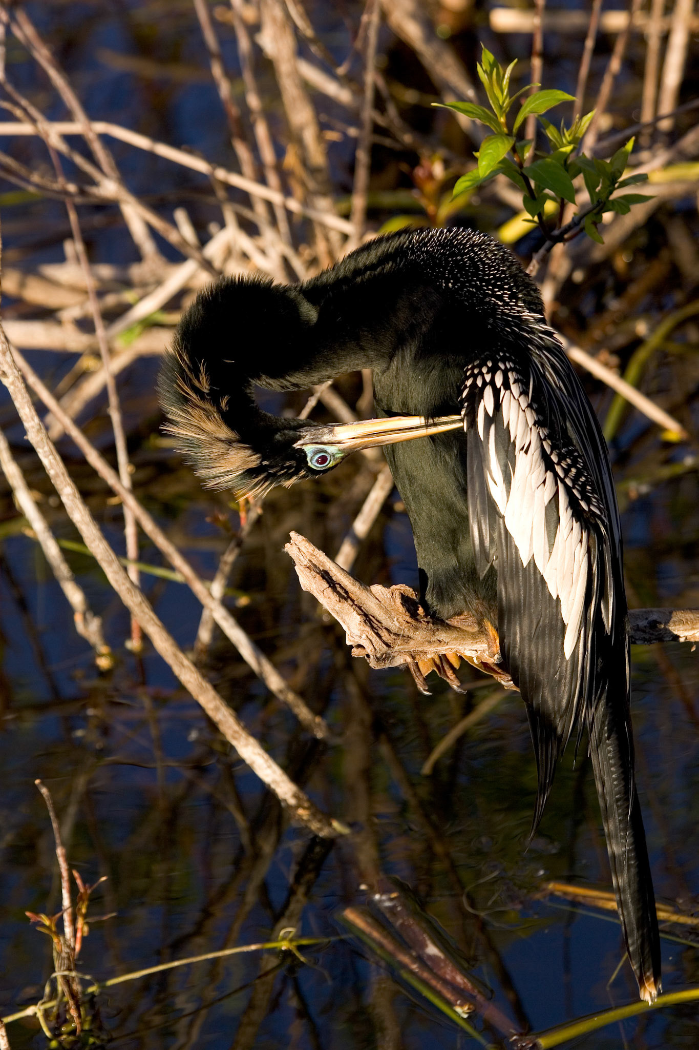 Anhinga - Everglades National Park, FL