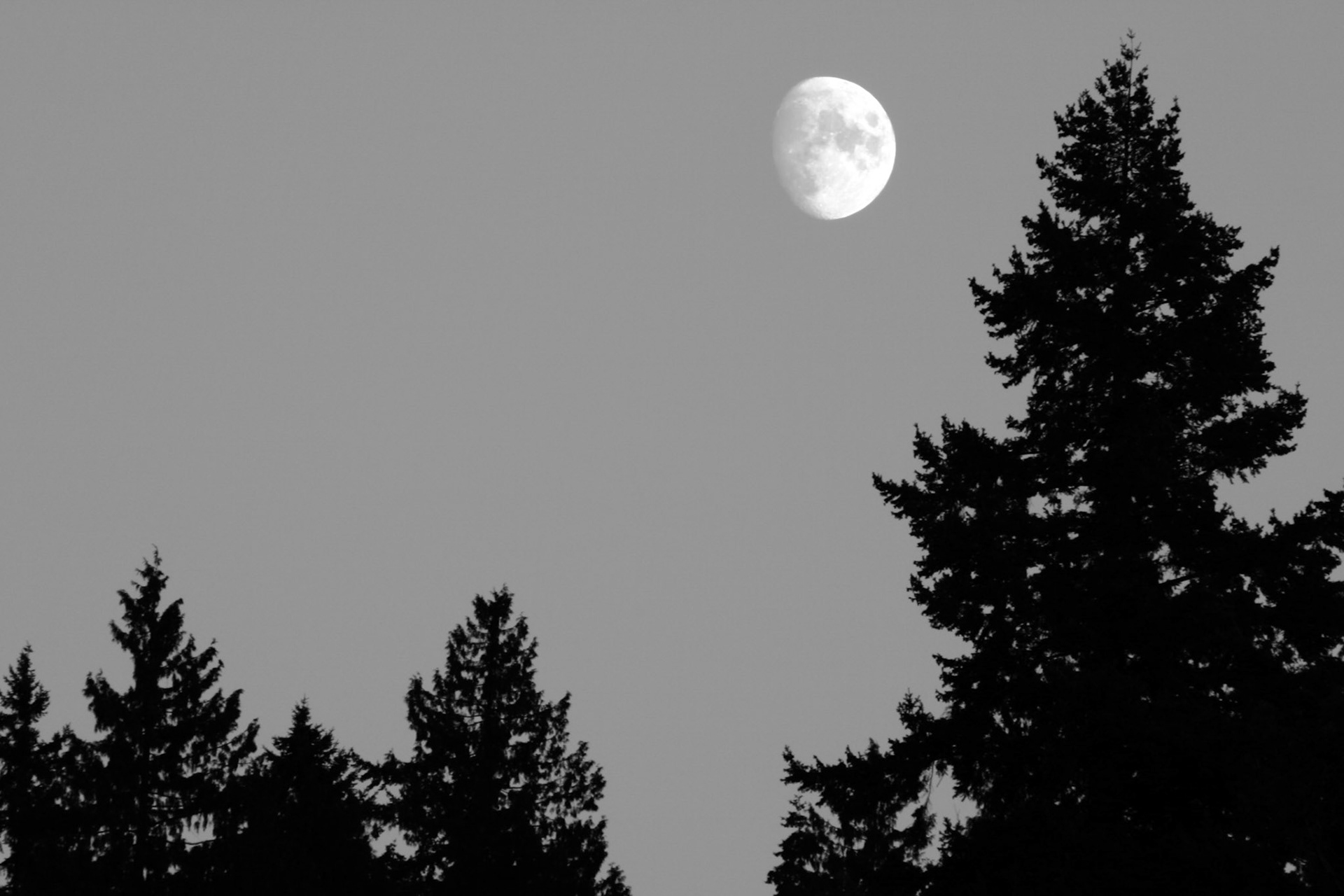Moon rise with pines - Woodenville, WA