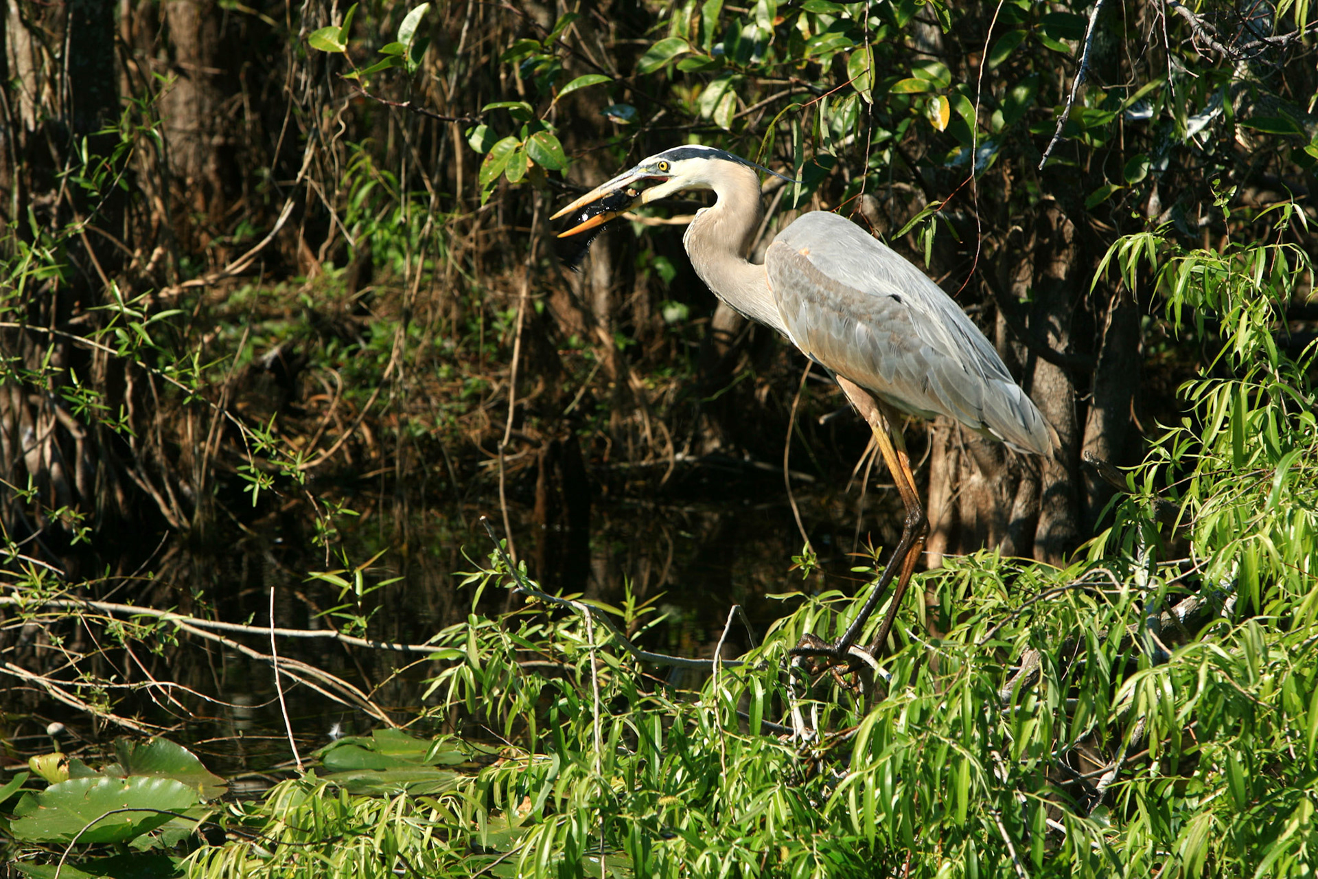 Great Blue Heron - Everglades National Park, FL