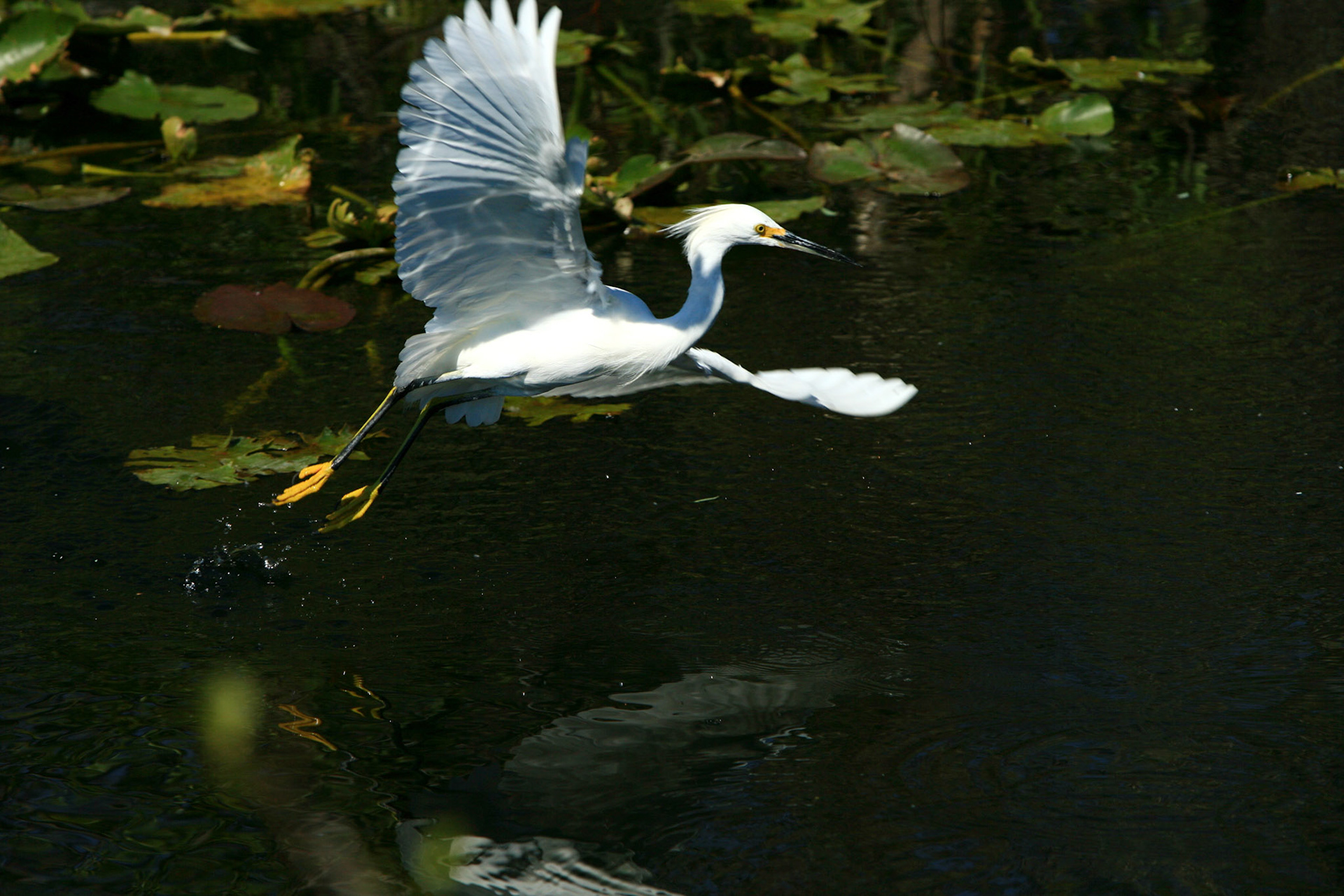 Snowy Egret - Everglades National Park, FL