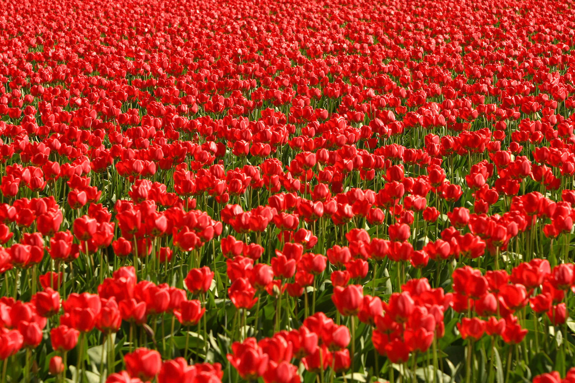 Ile de France Tulips - Mt Vernon, WA