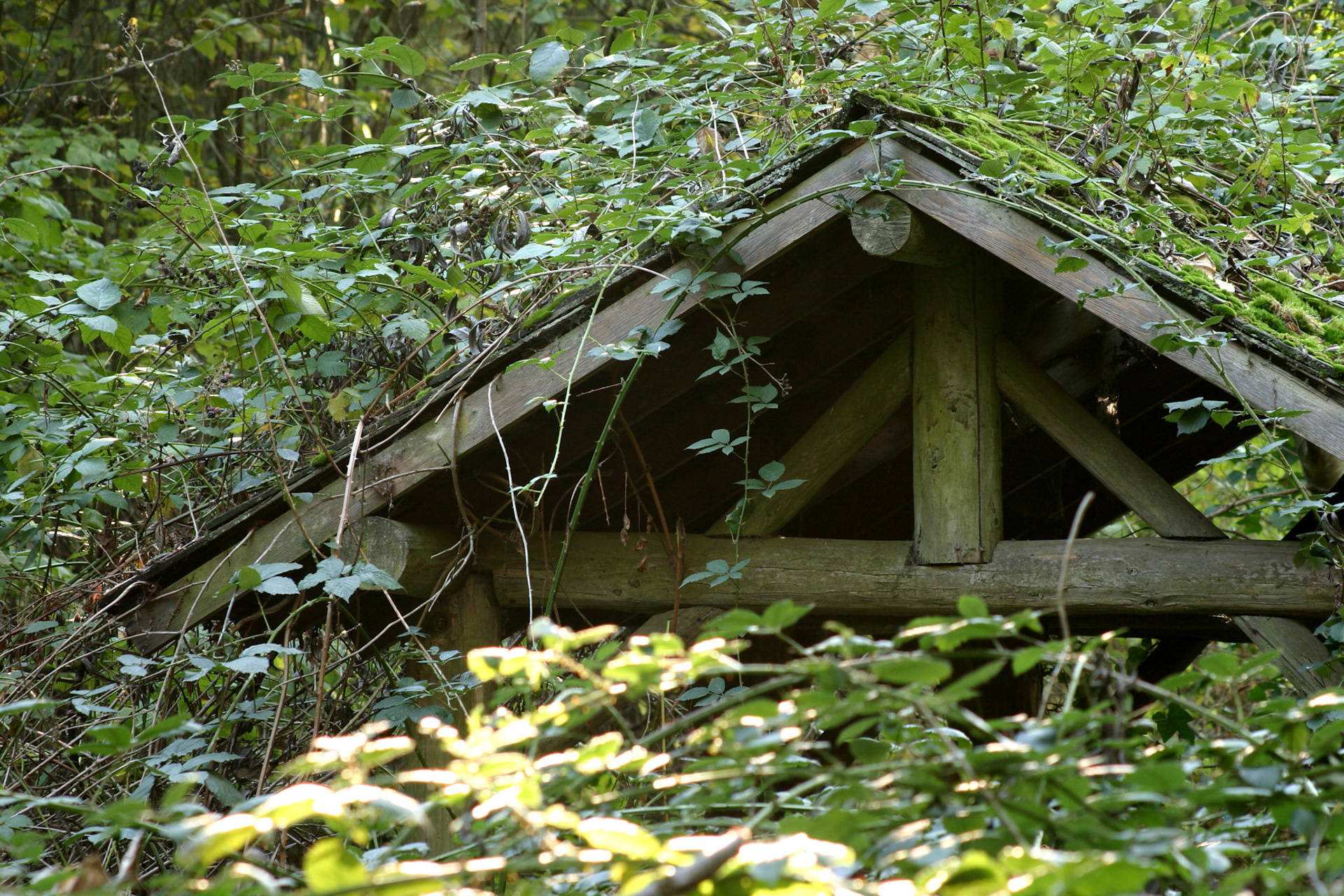 Hidden shelter - Kirkland, WA