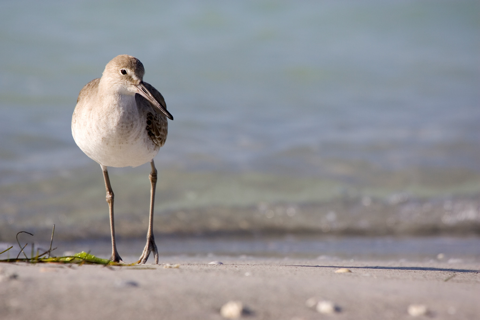 Willet - North Lido Beach - Sarasota, FL