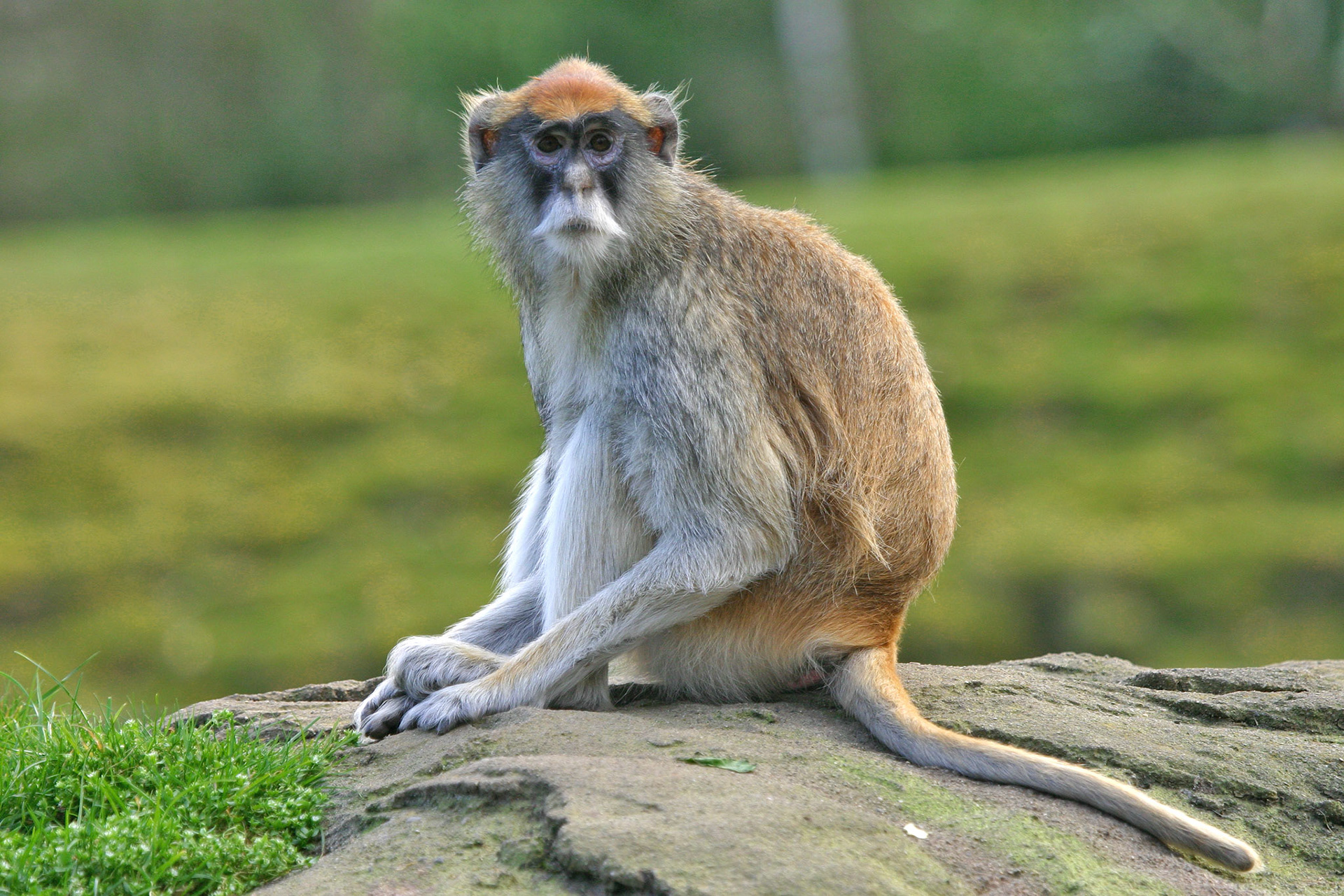 Patas Monkey
