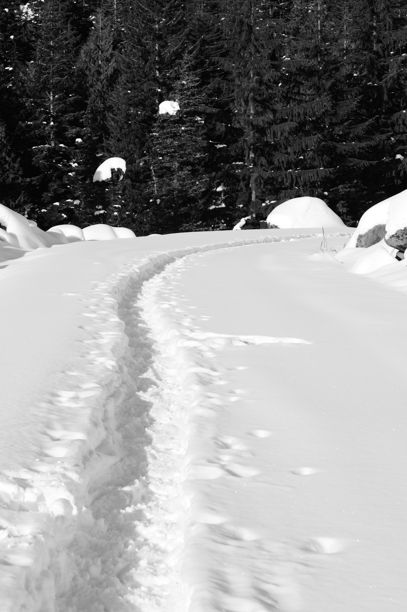 Snowshoe Trail - Snoqualmie Pass, WA