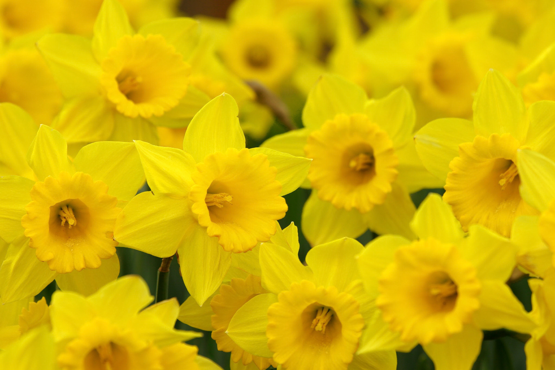 Dutch Master Daffodils - Kirkland, WA