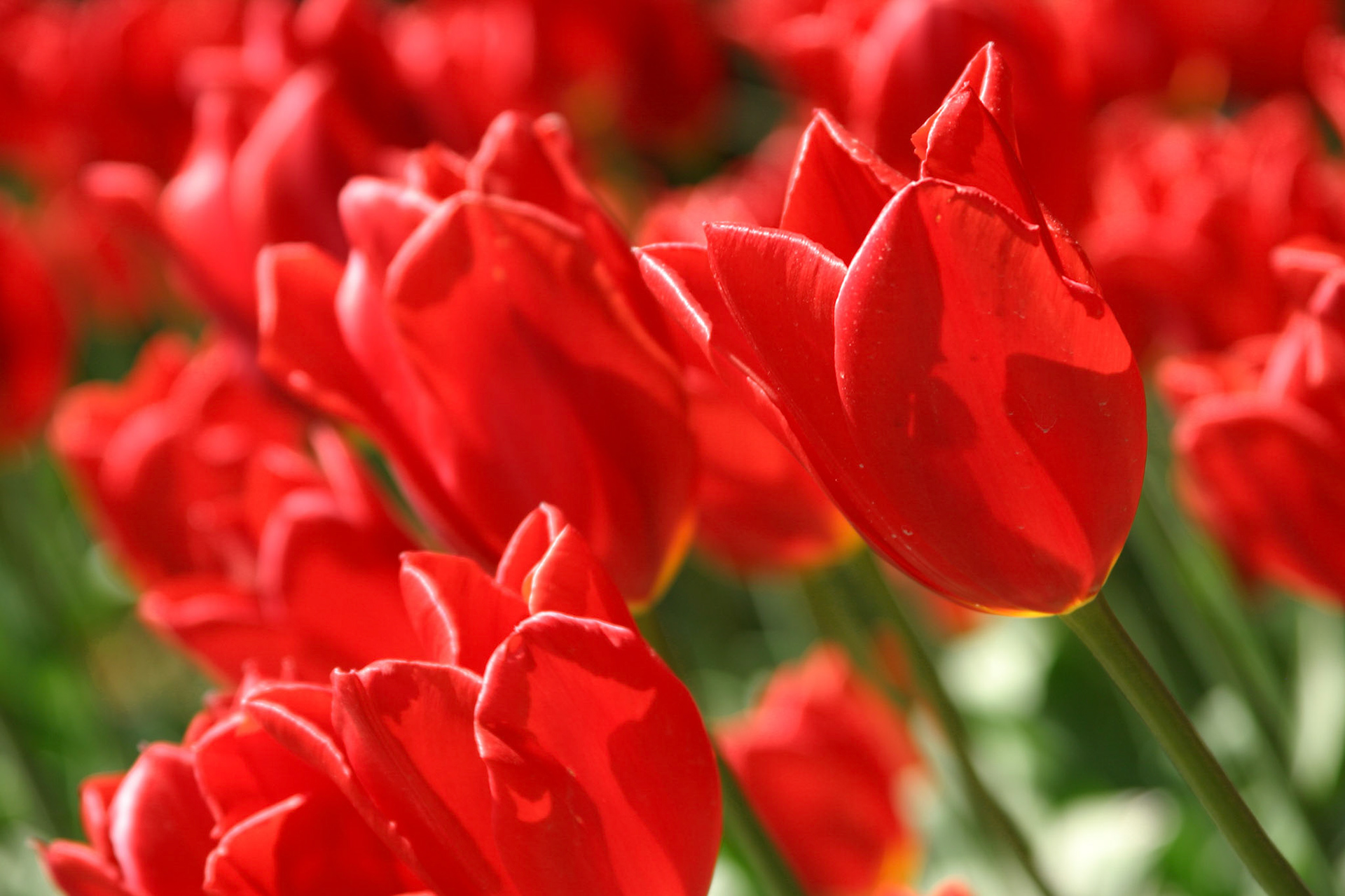 Kingsblood Tulips - Roozengaarde - Mount Vernon, WA