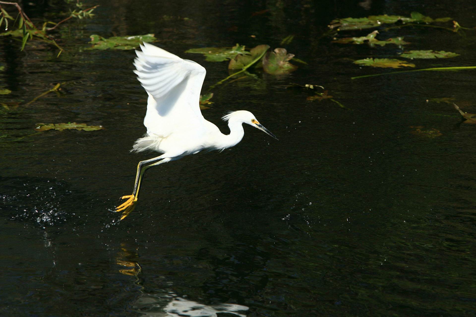 Snowy Egret - Everglades National Park, FL