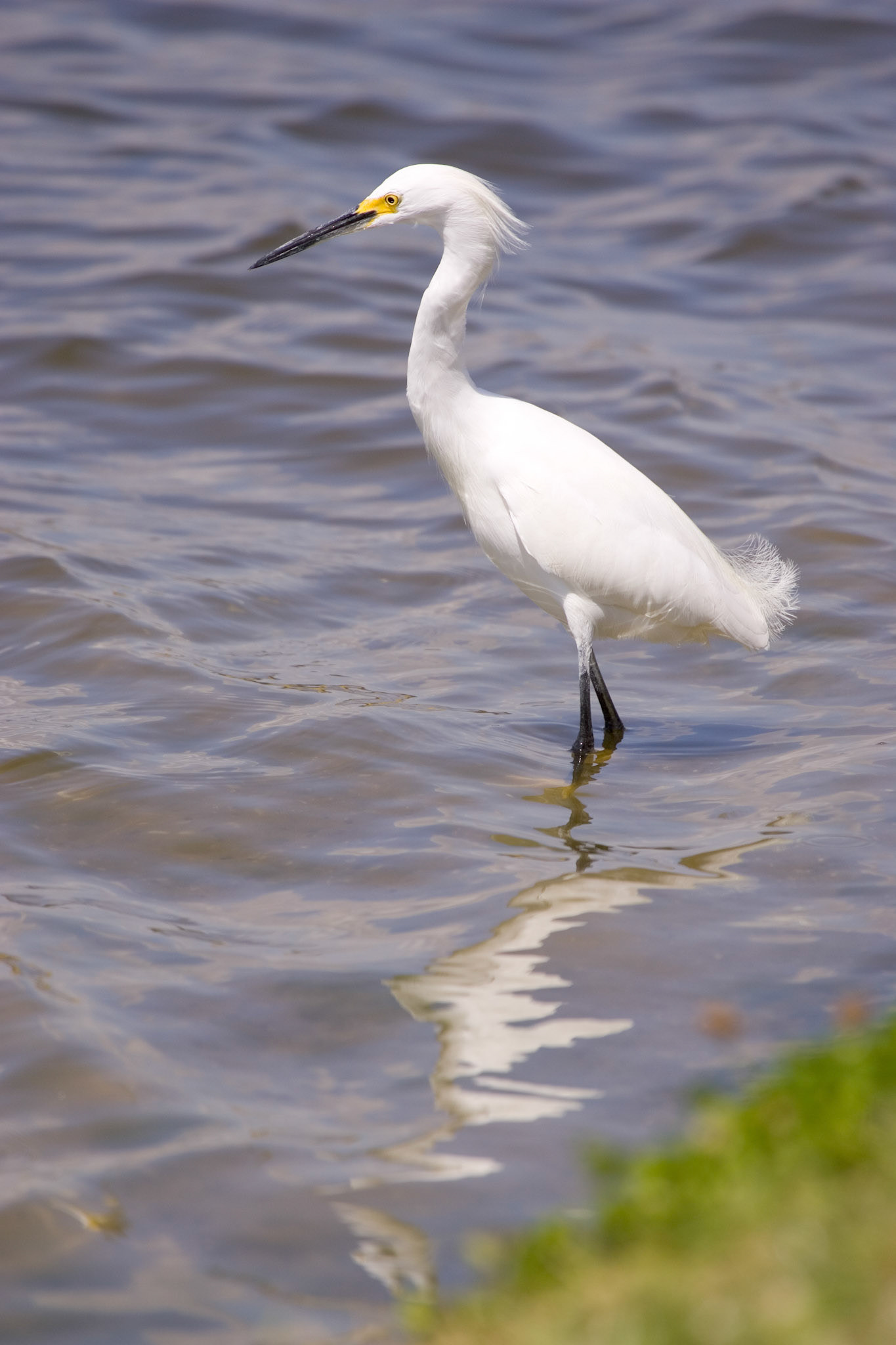 Snowy Egret - Sarasota, FL