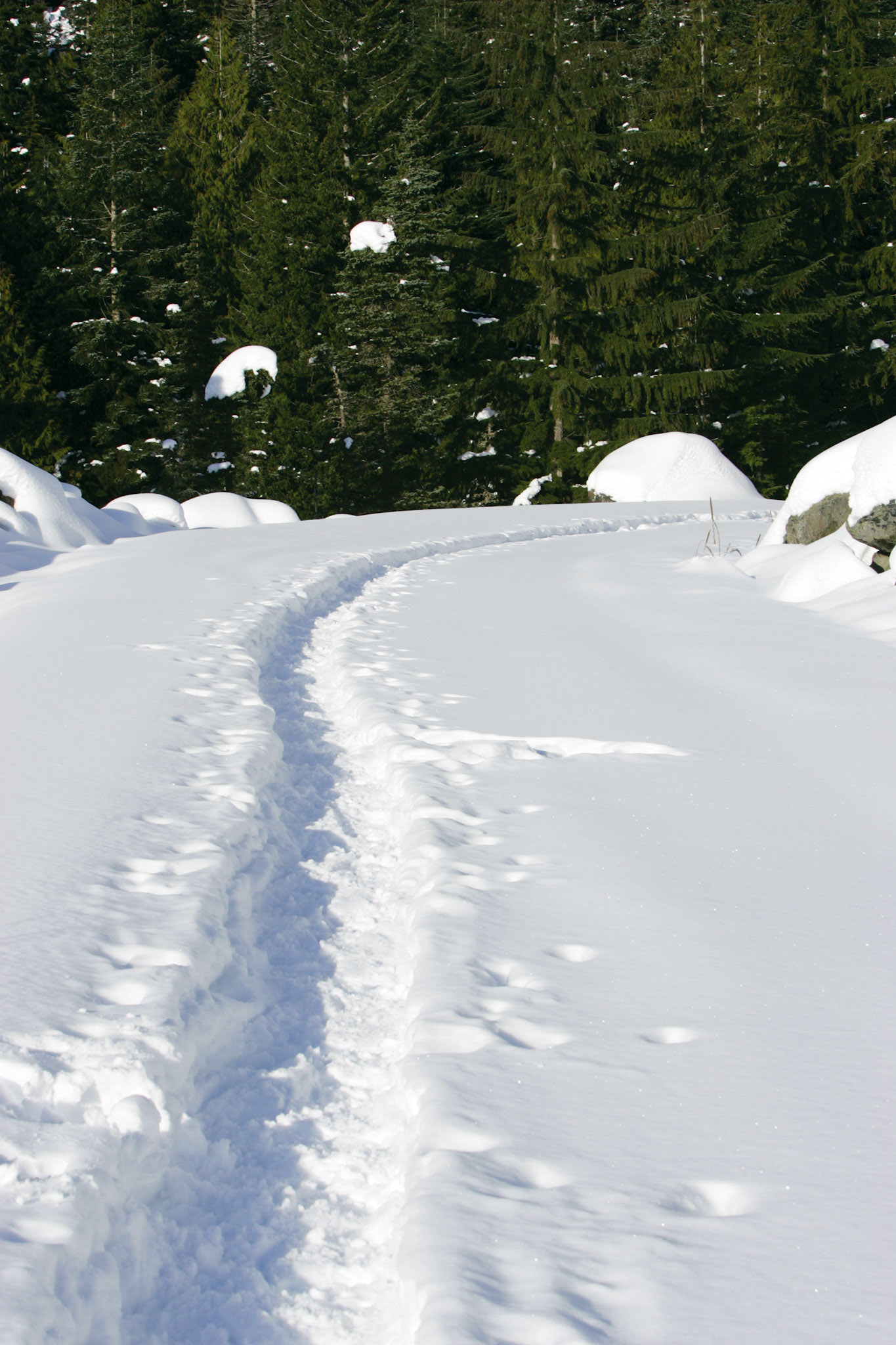 Snowshoe Trail - Snoqualmie Pass, WA