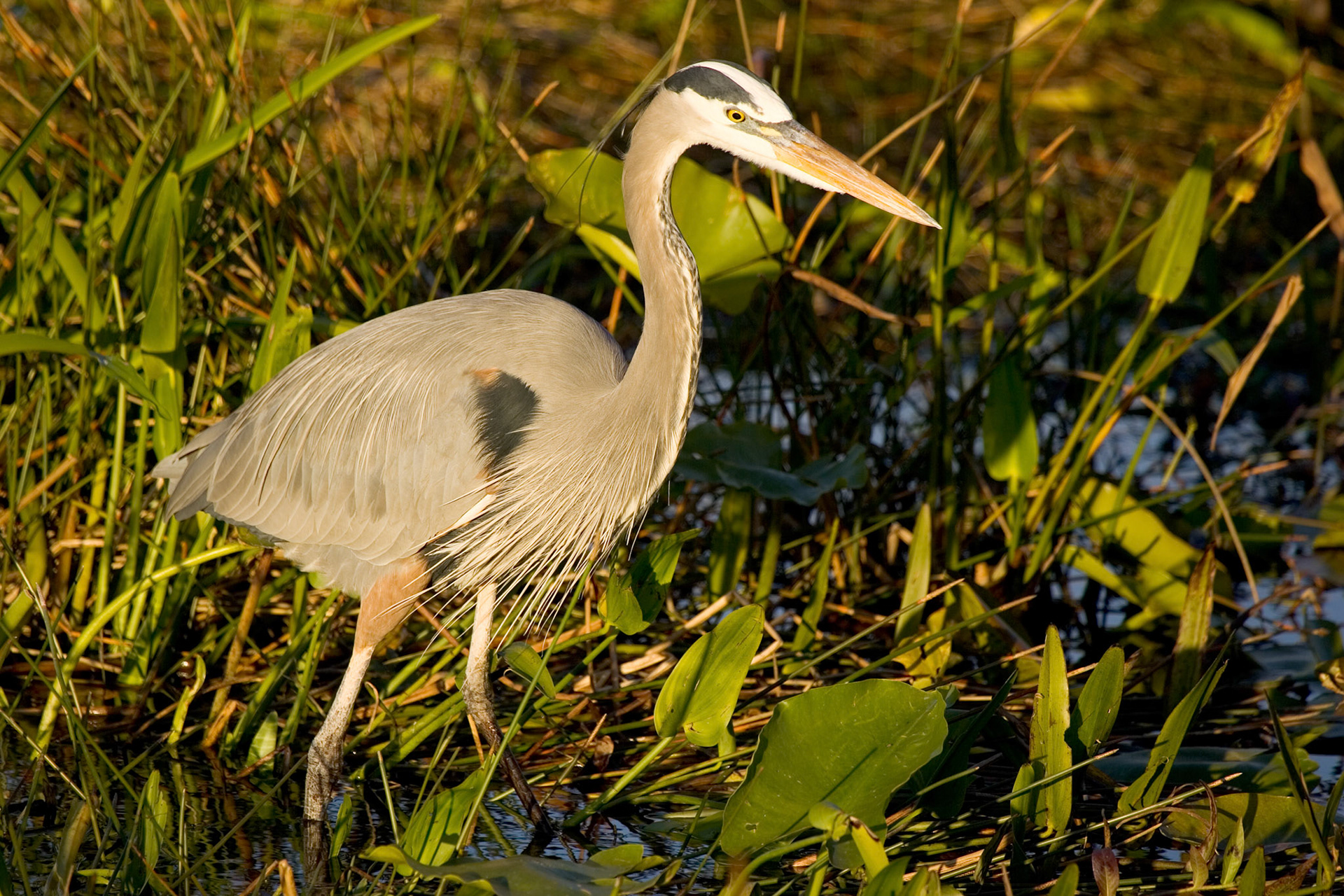 Great Blue Heron - Everglades National Park, FL