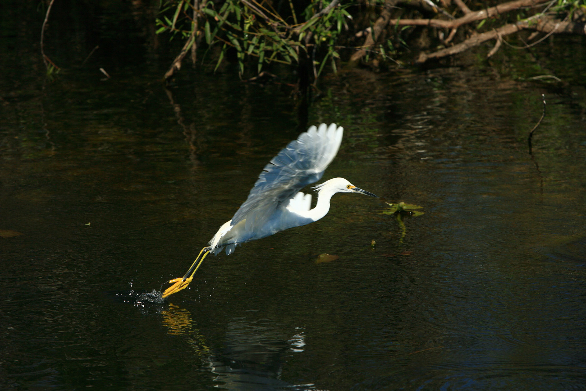 Snowy Egret - Everglades National Park, FL