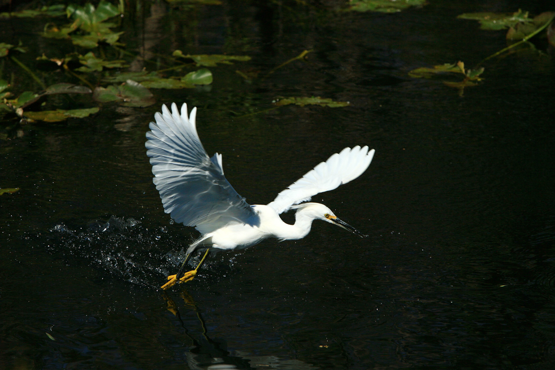 Snowy Egret - Everglades National Park, FL