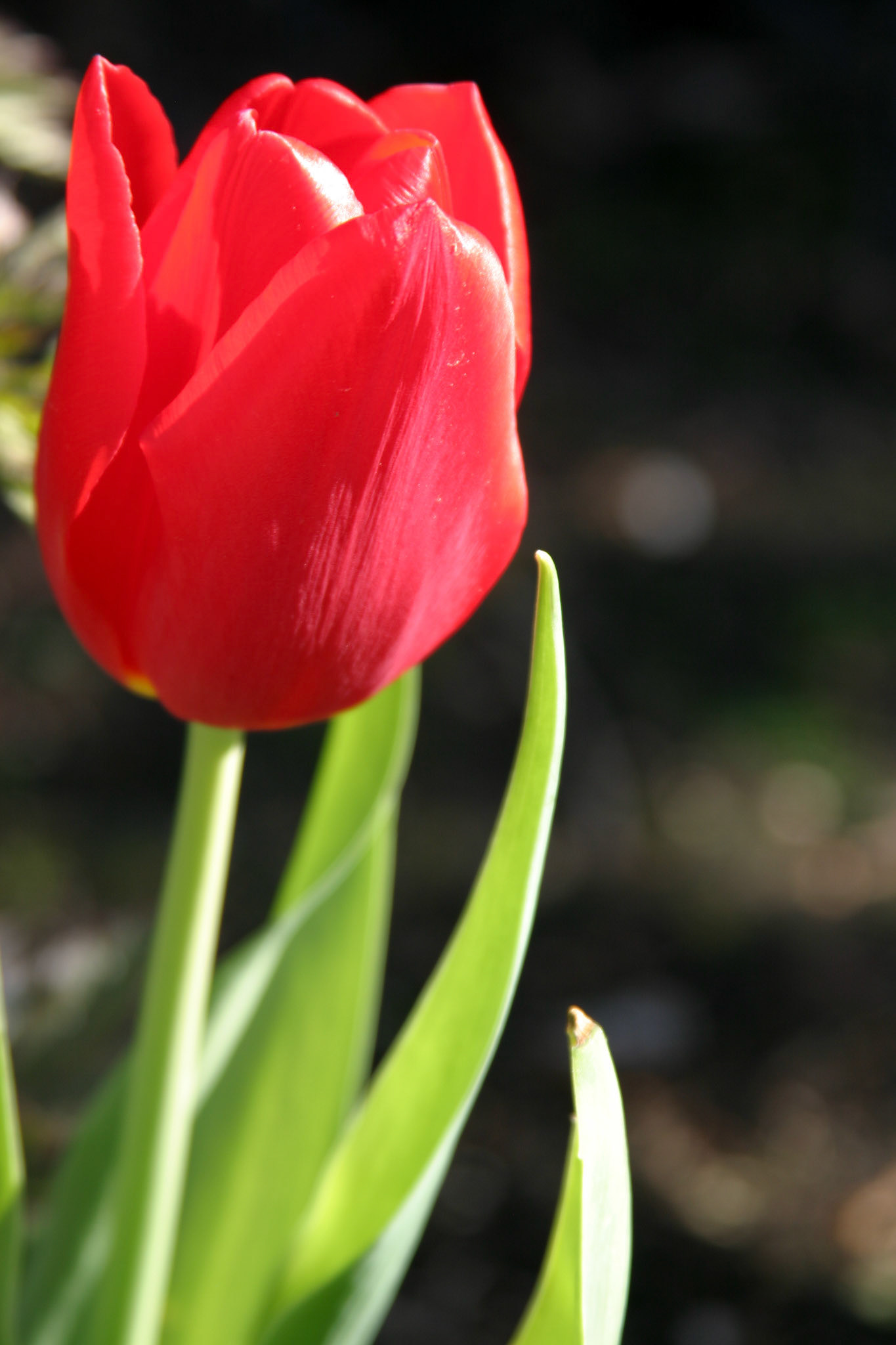 Kingsblood Tulip - Bellevue, WA