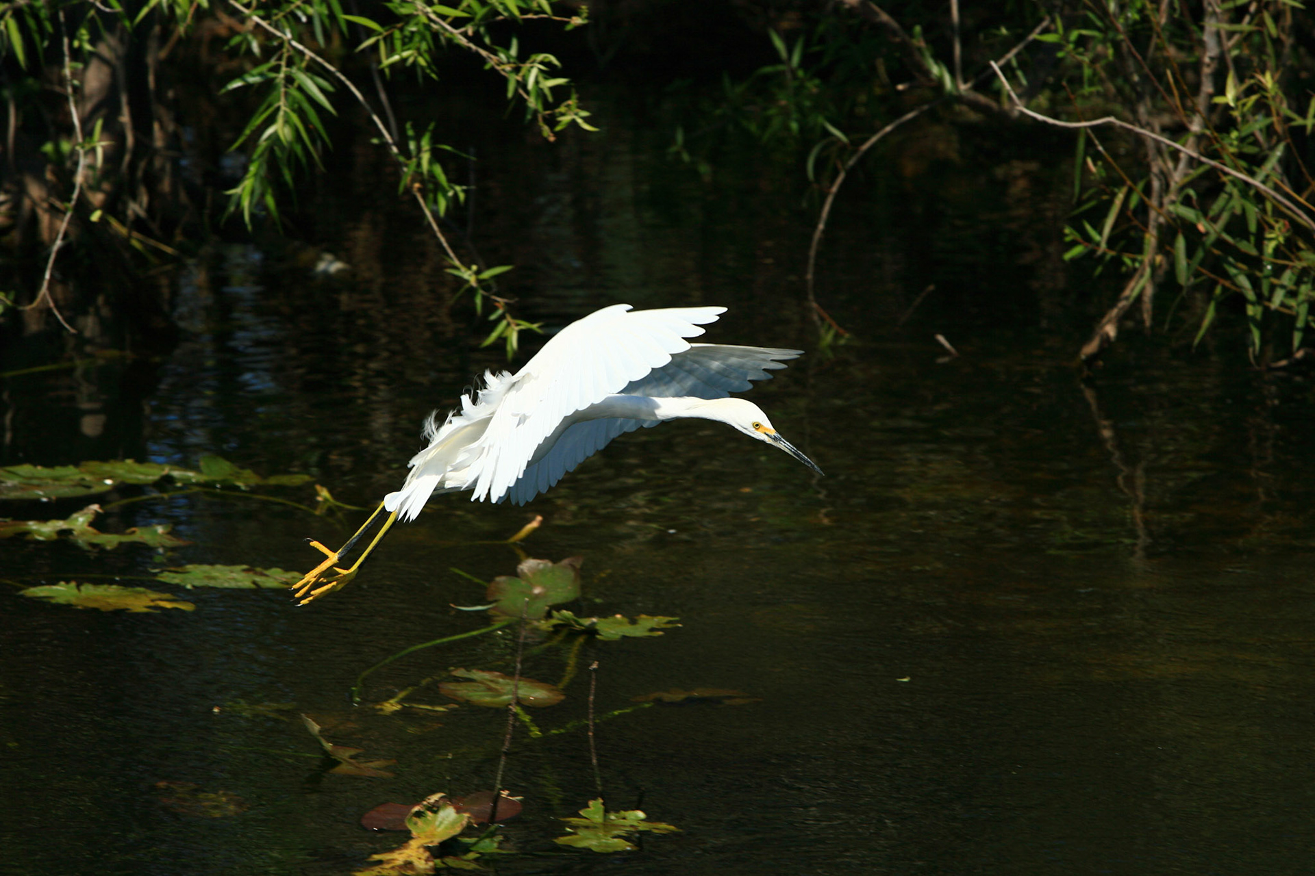 Snowy Egret - Everglades National Park, FL