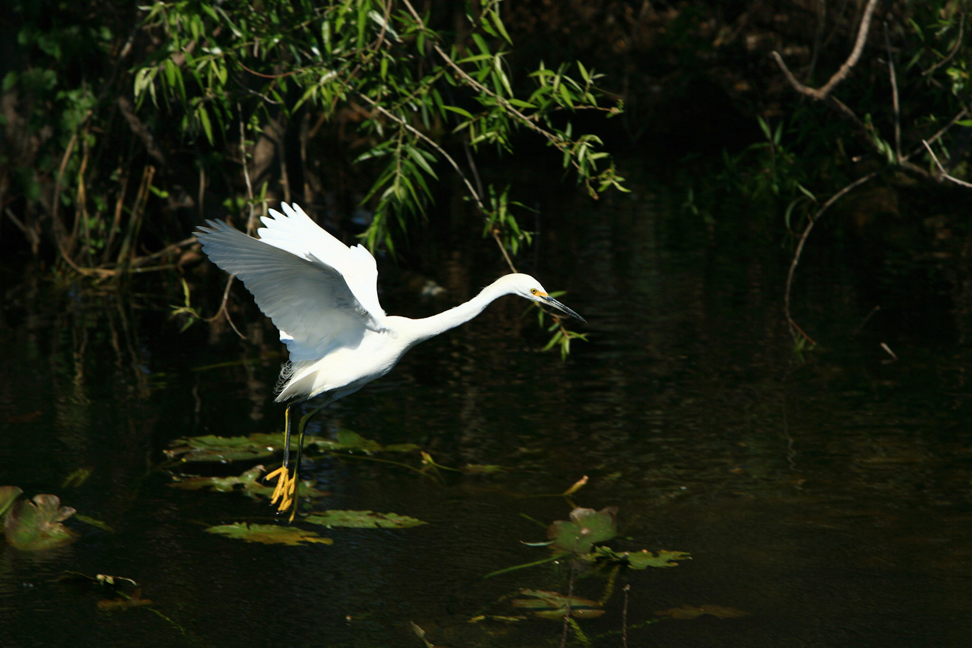 Snowy Egret - Everglades National Park, FL
